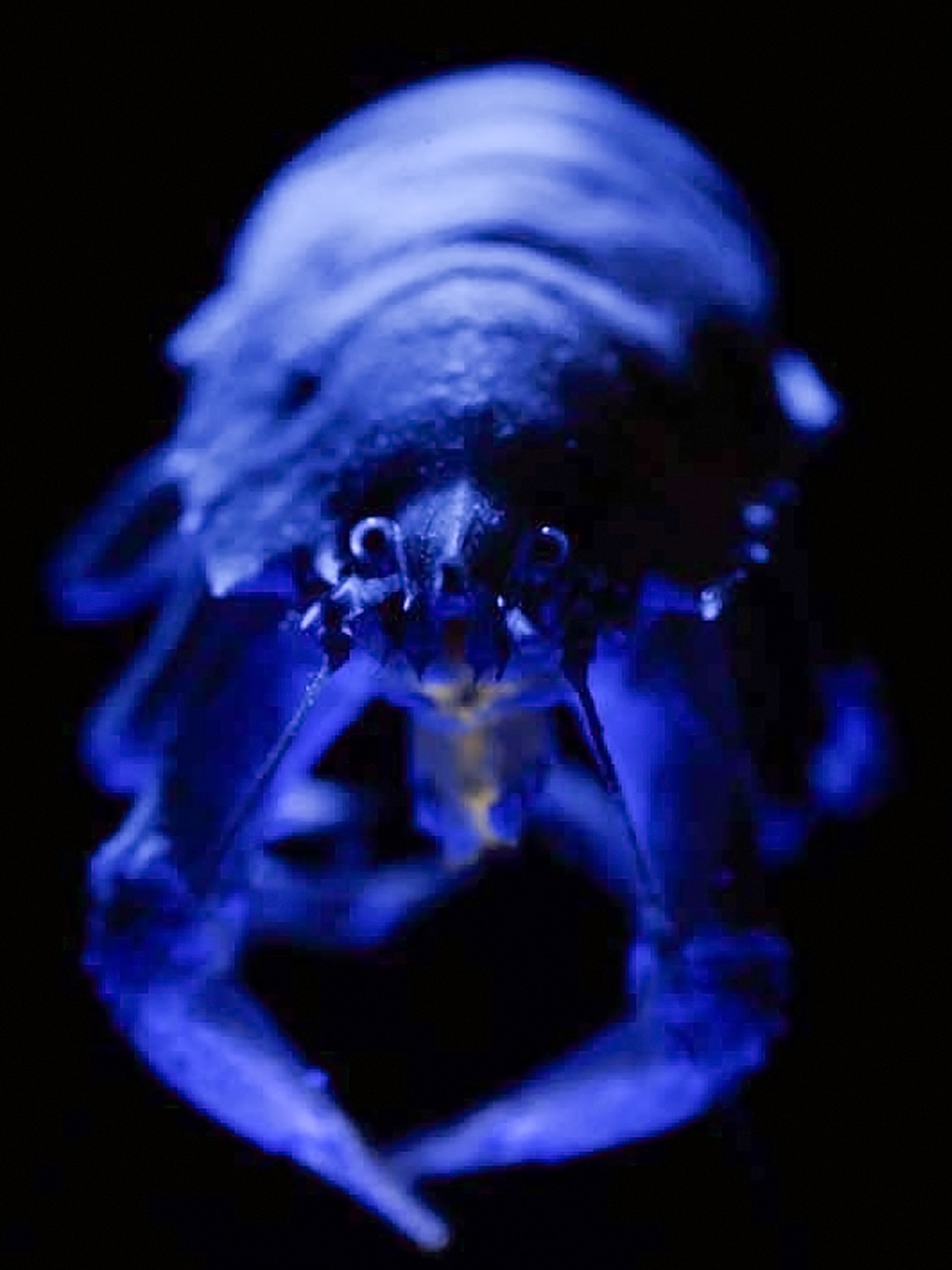 Pictures: Glowing Deep-Sea Creatures Found in Caribbean