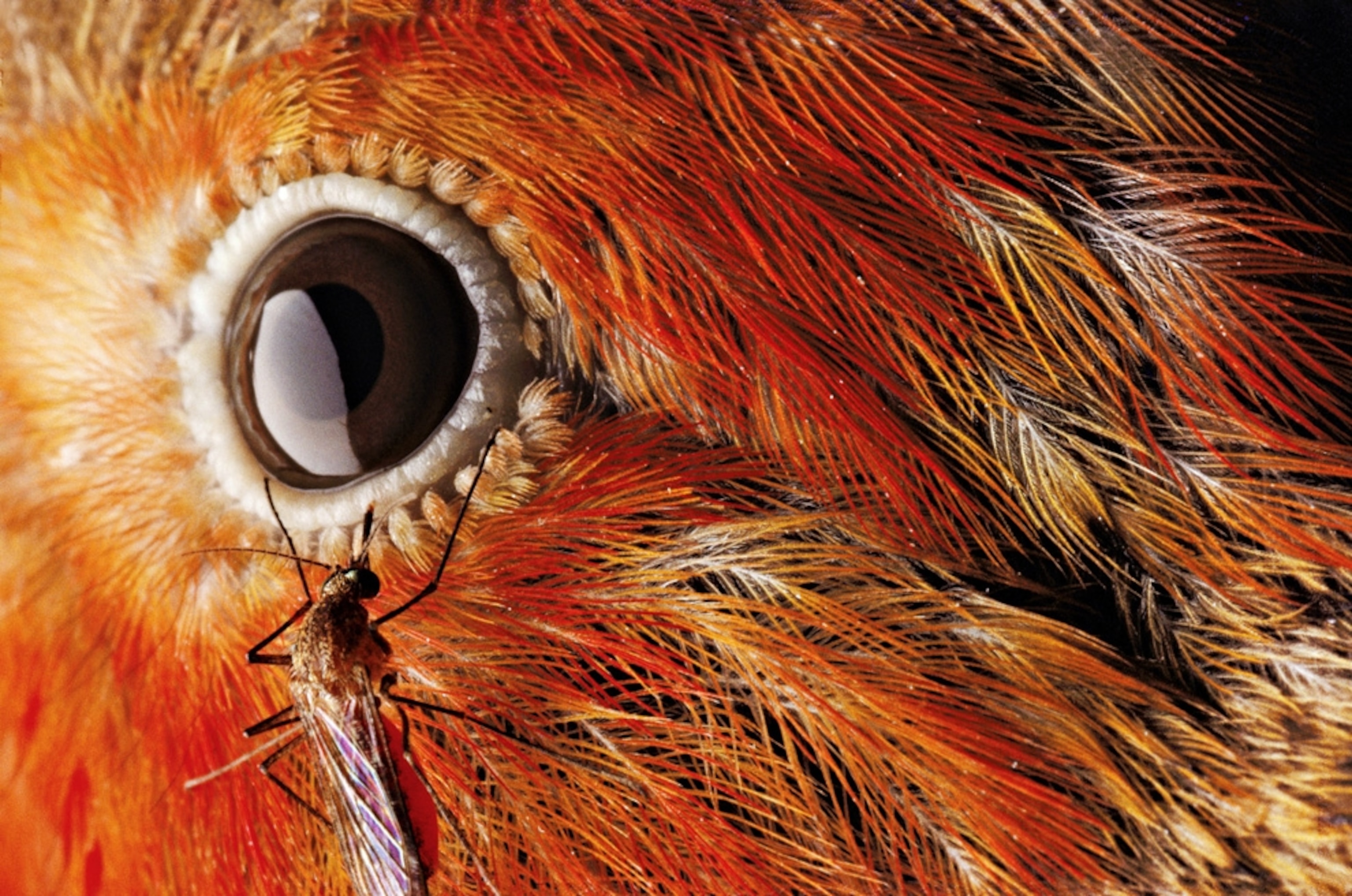 Close-up of a mosquito