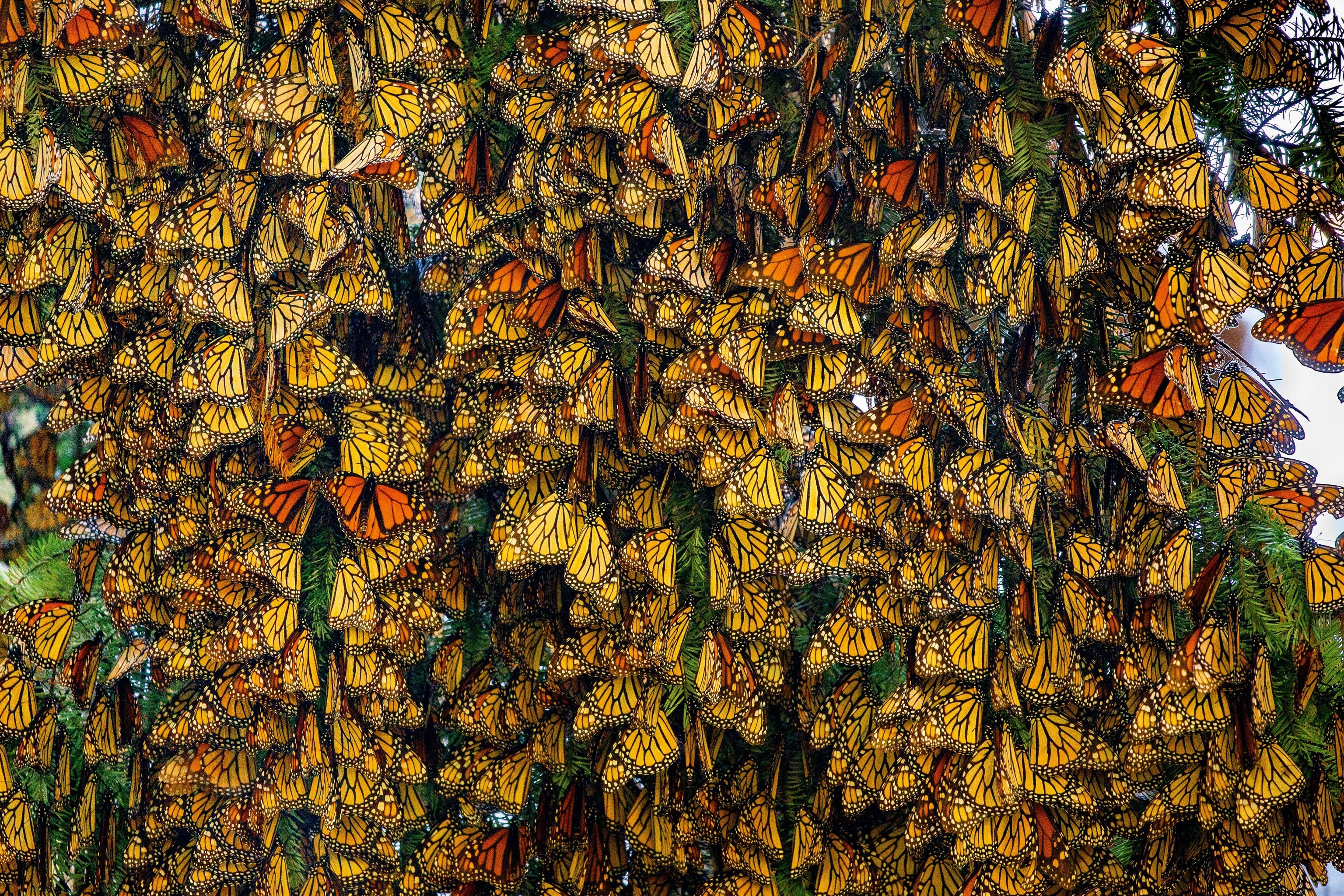Monarch butterfly migration