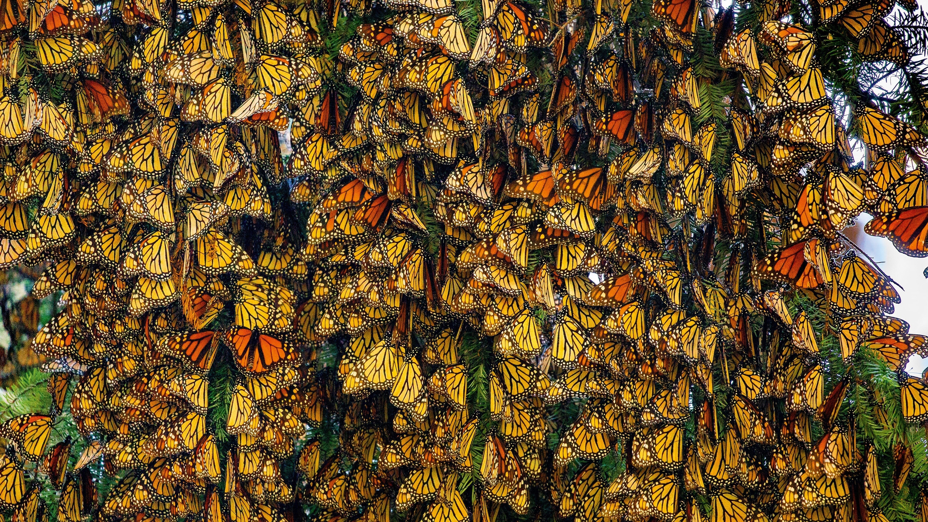 11 Places to See the World's Most Magnificent Wildlife Migrations