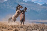 Wild Horses Wilder Controversy National Geographic