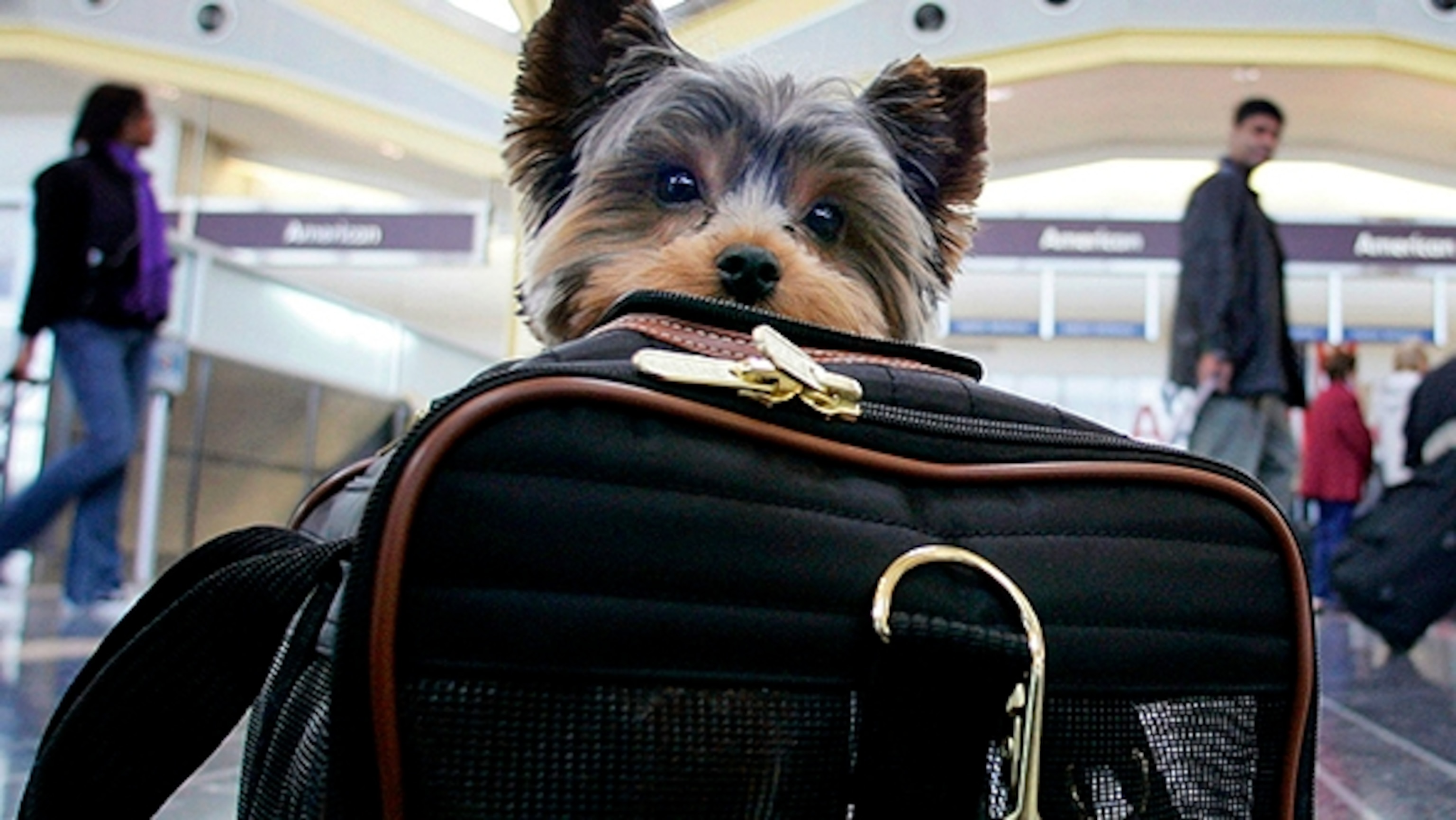 What Shots Do Dogs Need To Fly