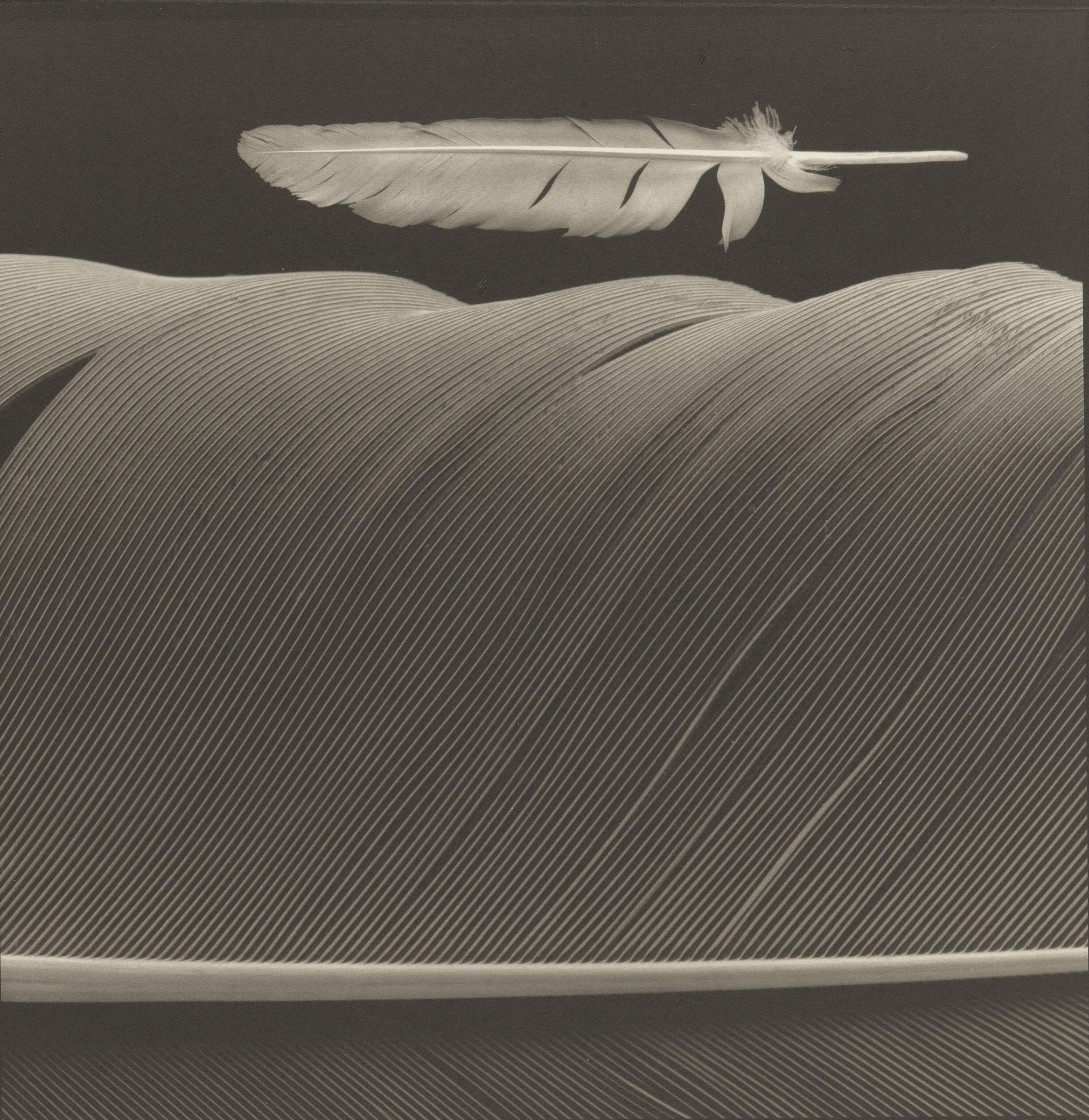a feather in the foreground and a smaller feather in the distance, against a black backdrop