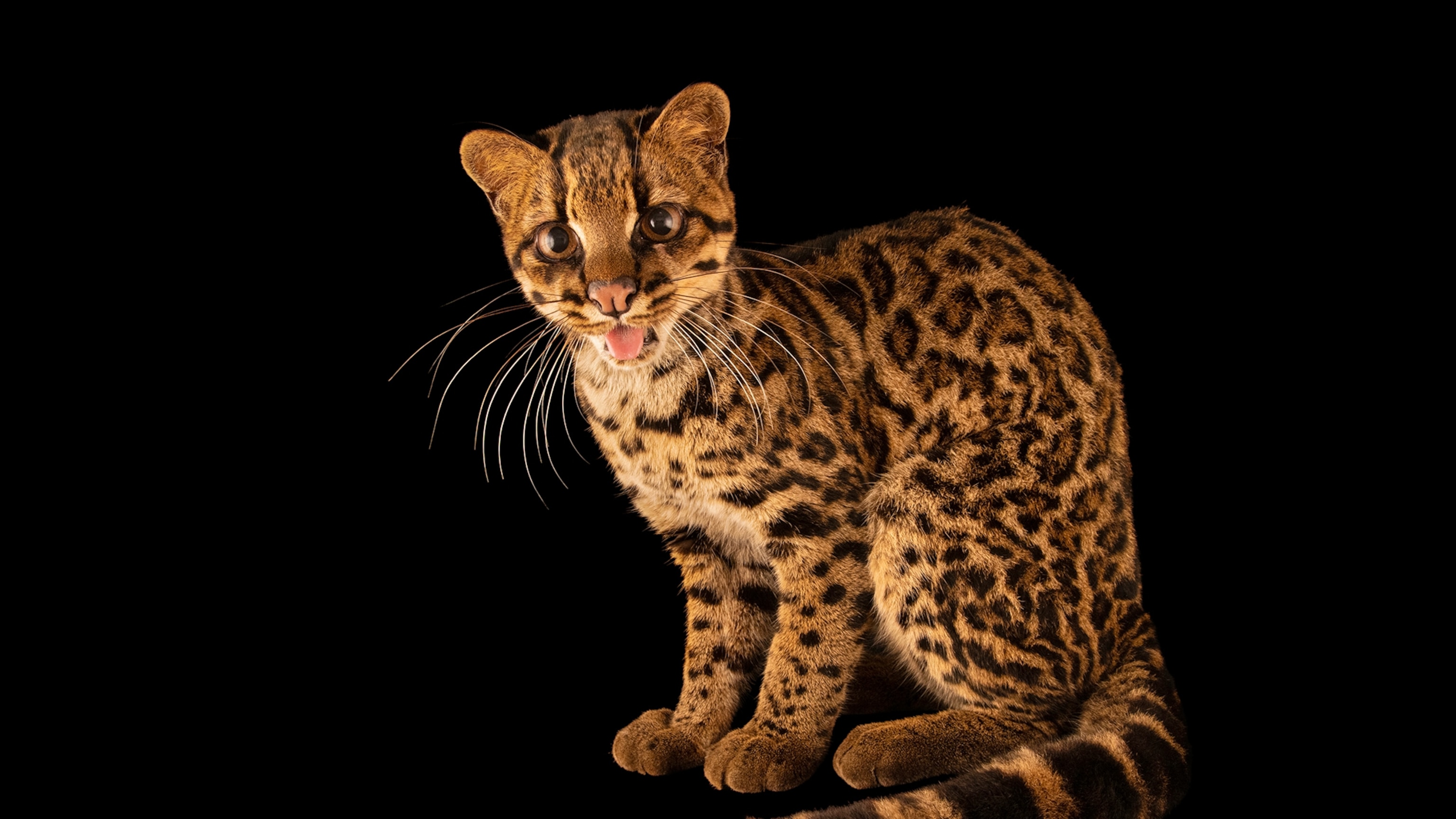 The adorable clouded tiger cat is brand-new to science—and already under threat