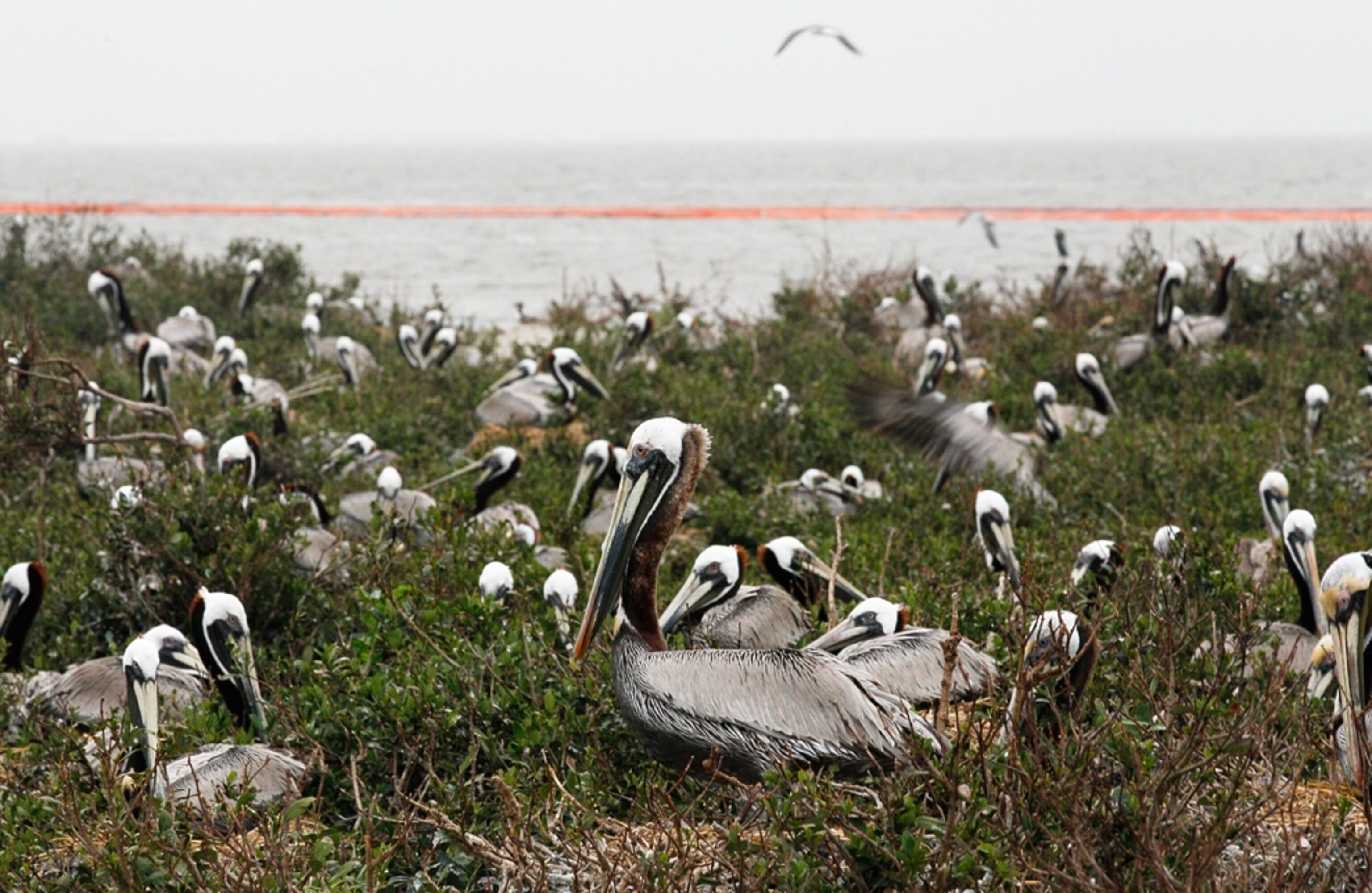 Pelicans and other birds nest not far from the shore while a containment boom floats nearby, waiting to stop oil from the 2010 Gulf of Mexico oil spill.