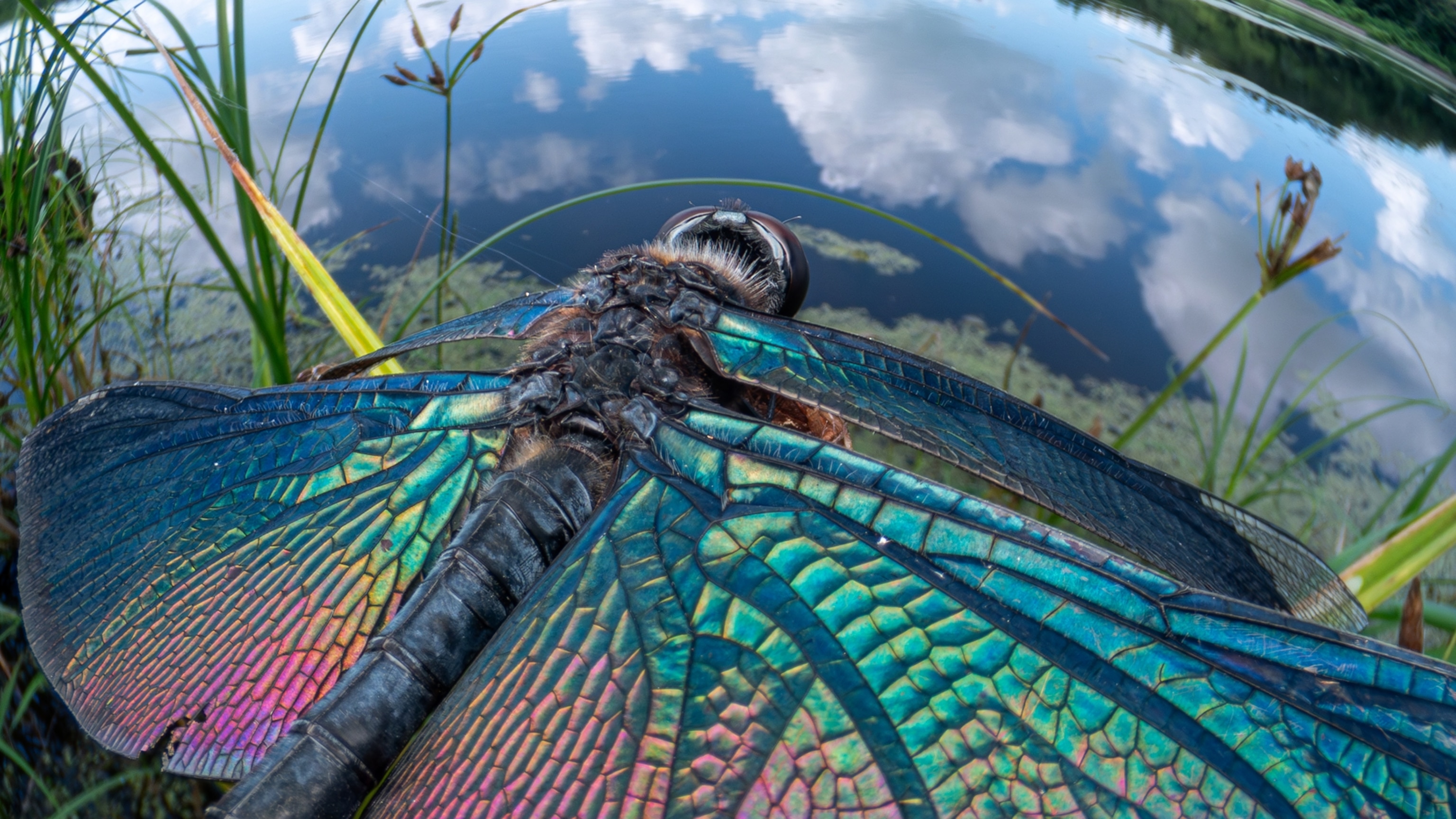 These incredible photos show you life from a bug’s perspective
