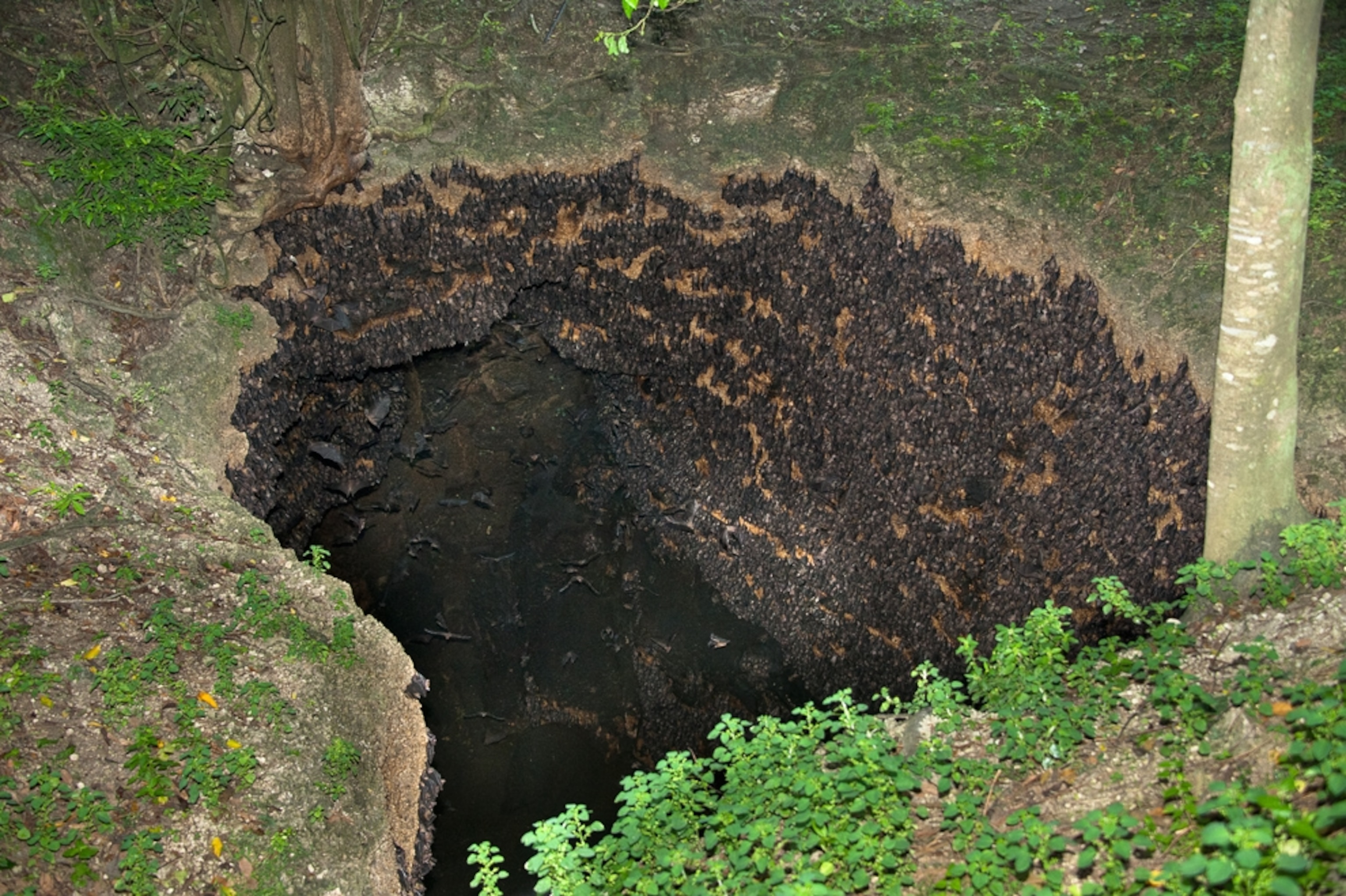 A picture of bats roosting in a cave in the Philippines