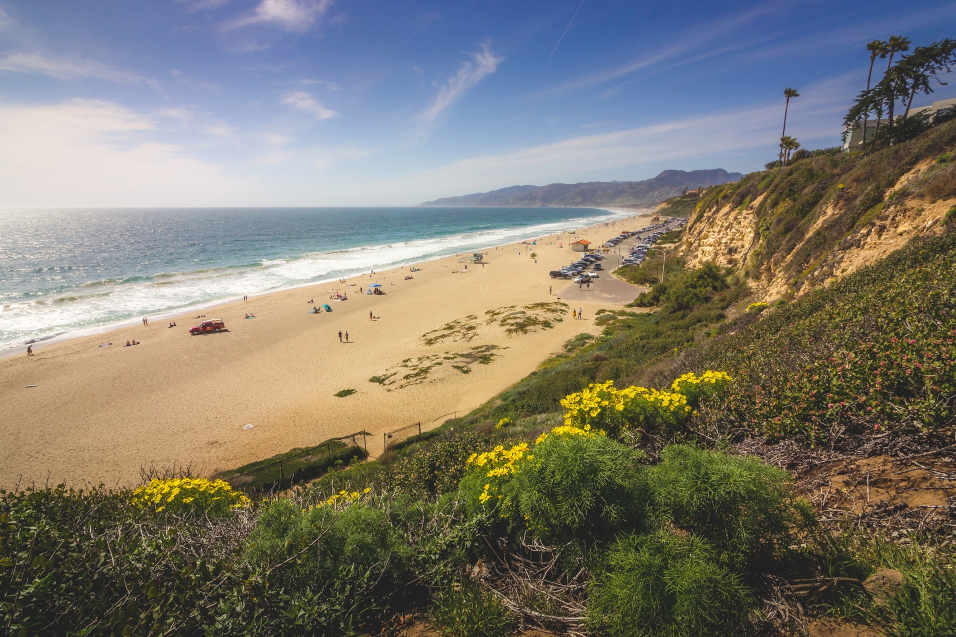 wildflowers bloom at Point Dume State Beach, Malibu
