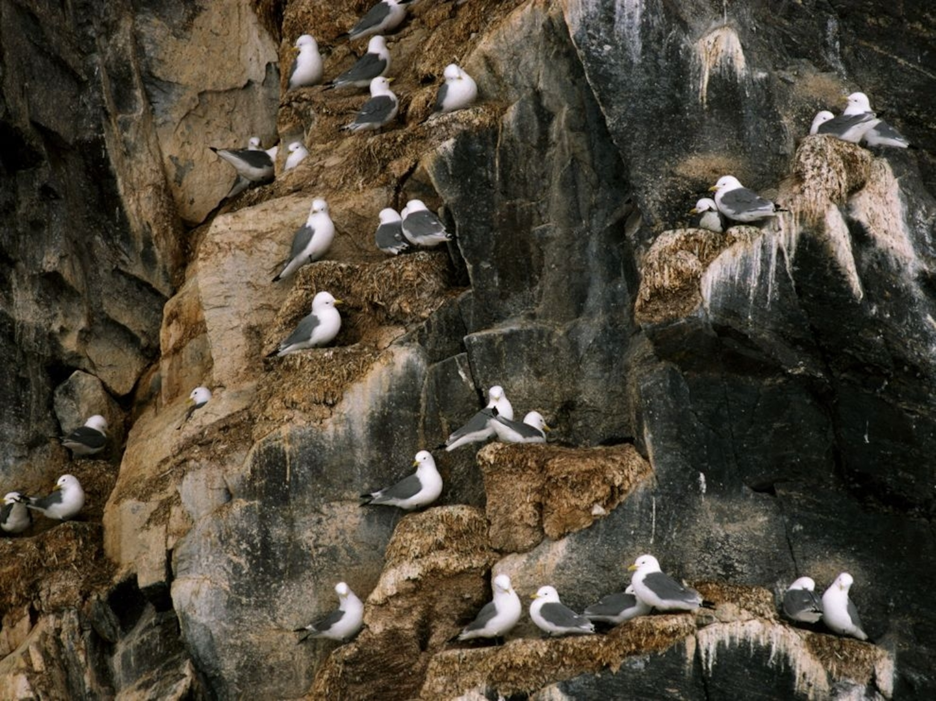 birds on stone at Sirmilik National Park