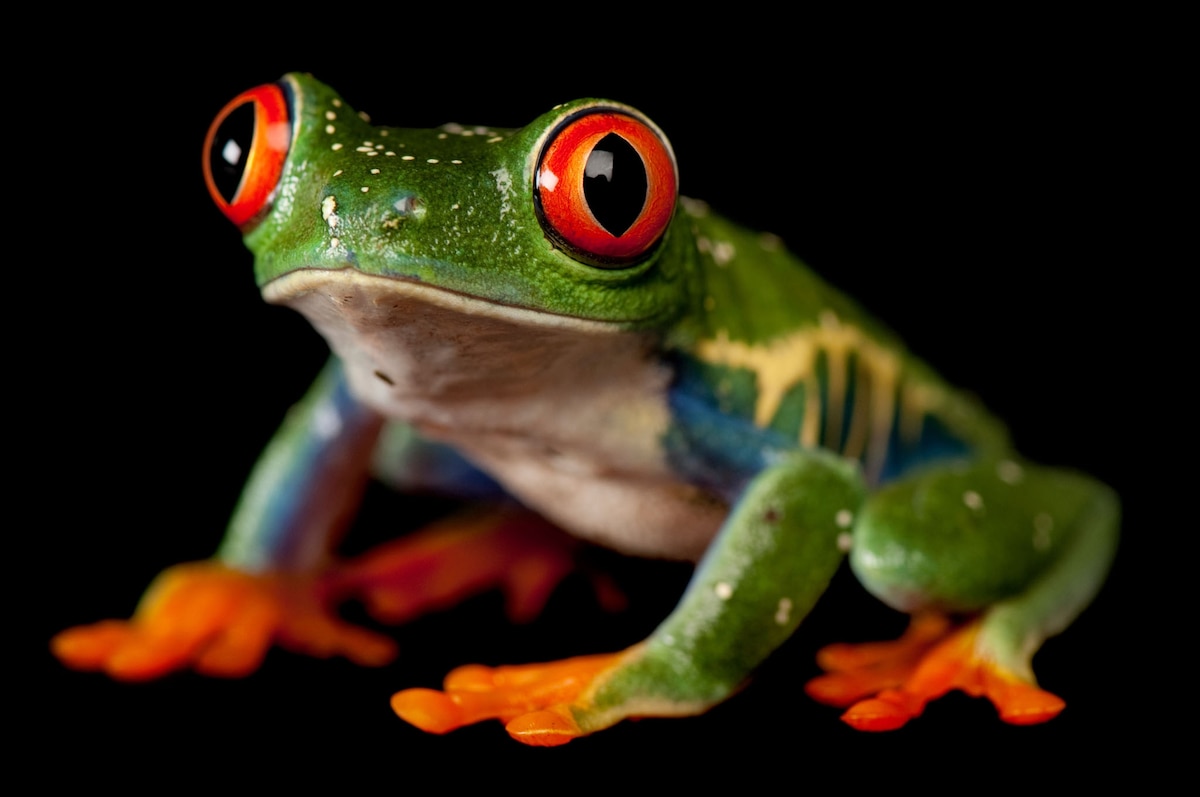 13 Pictures Remind Us Why Frogs