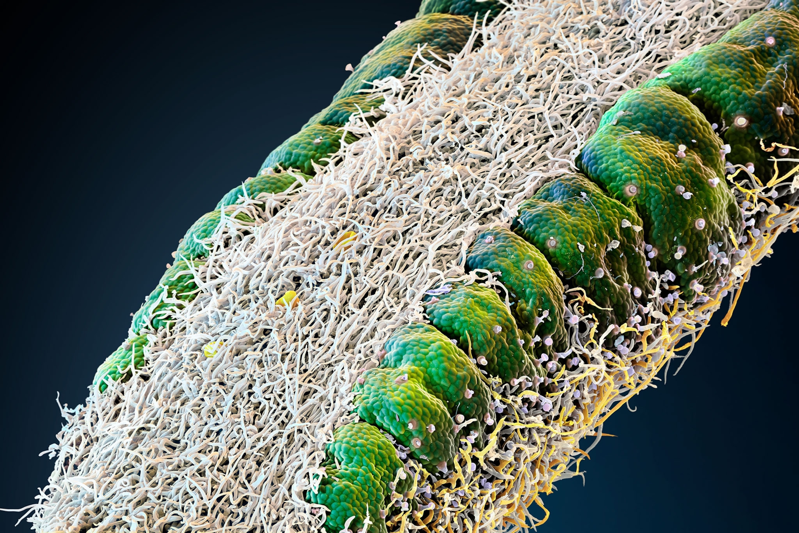 See the microscopic wonders of herbs