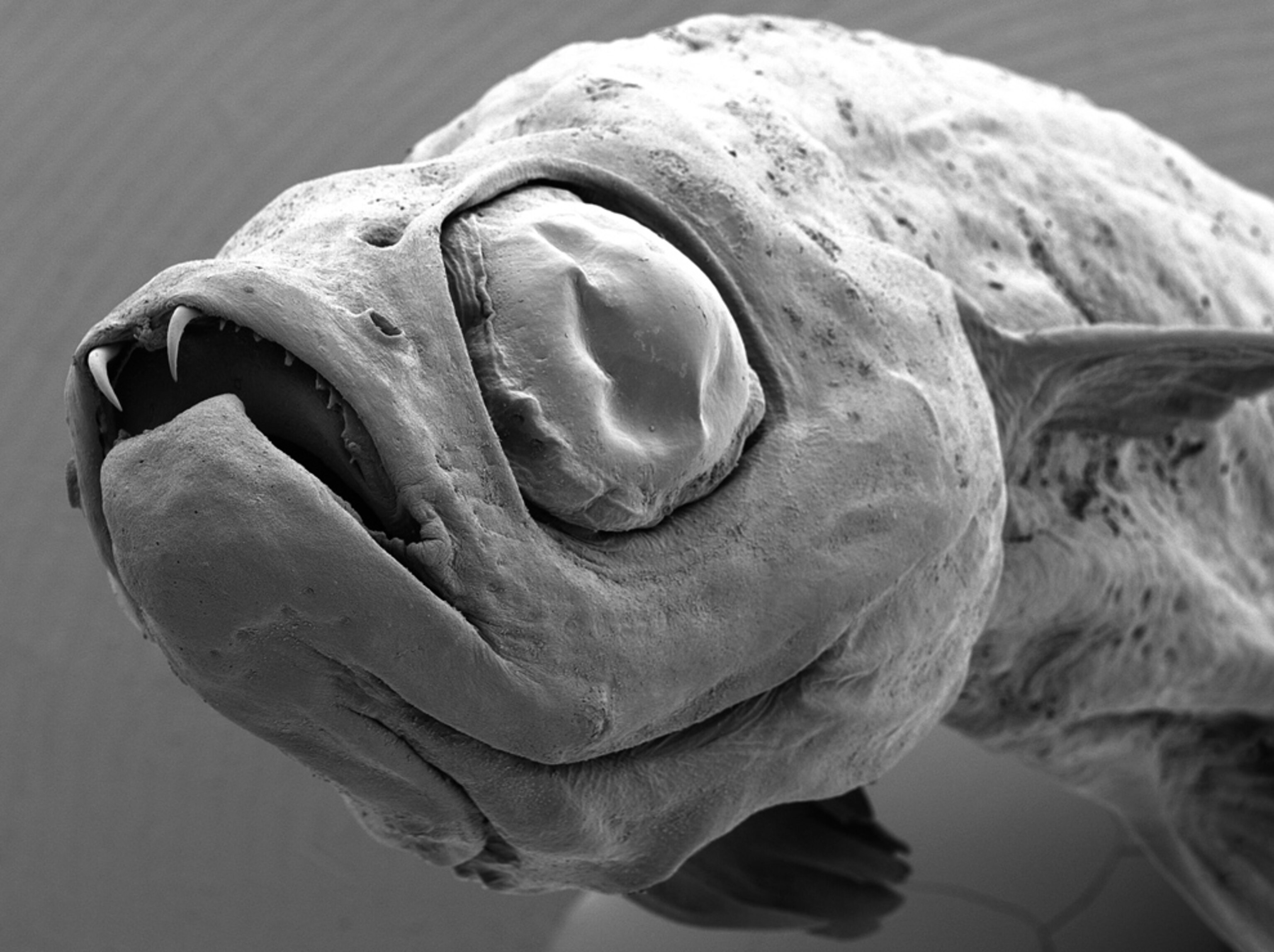 A black-and-white closeup of a toothy vampire minnow, one of the top ten new species described in 2009.