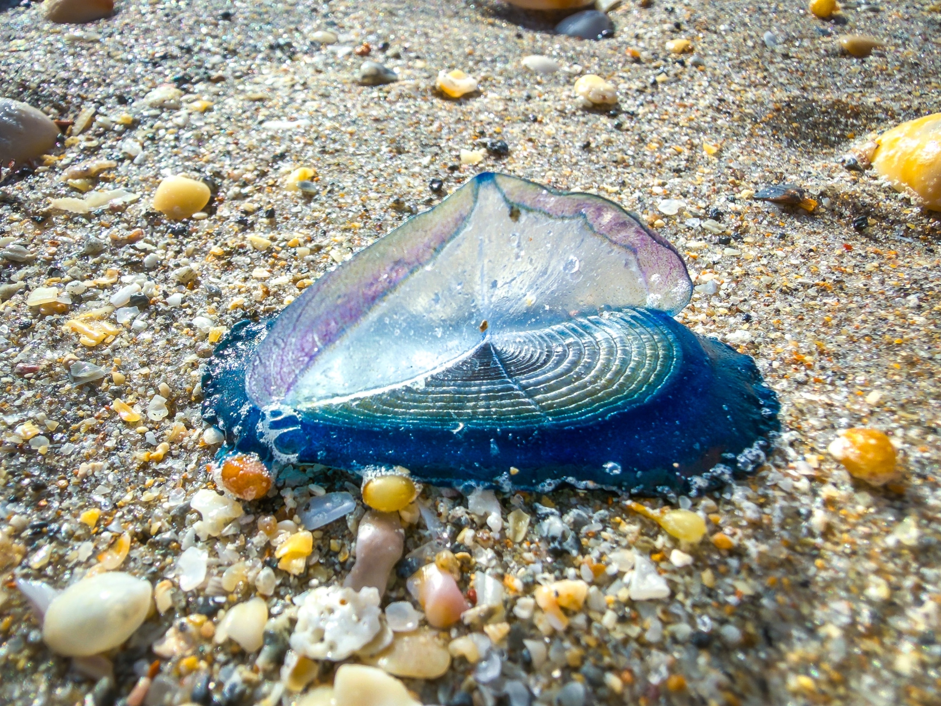 A close-up of a blue Velella Velella on wet sand with small shells and pebbles around it.