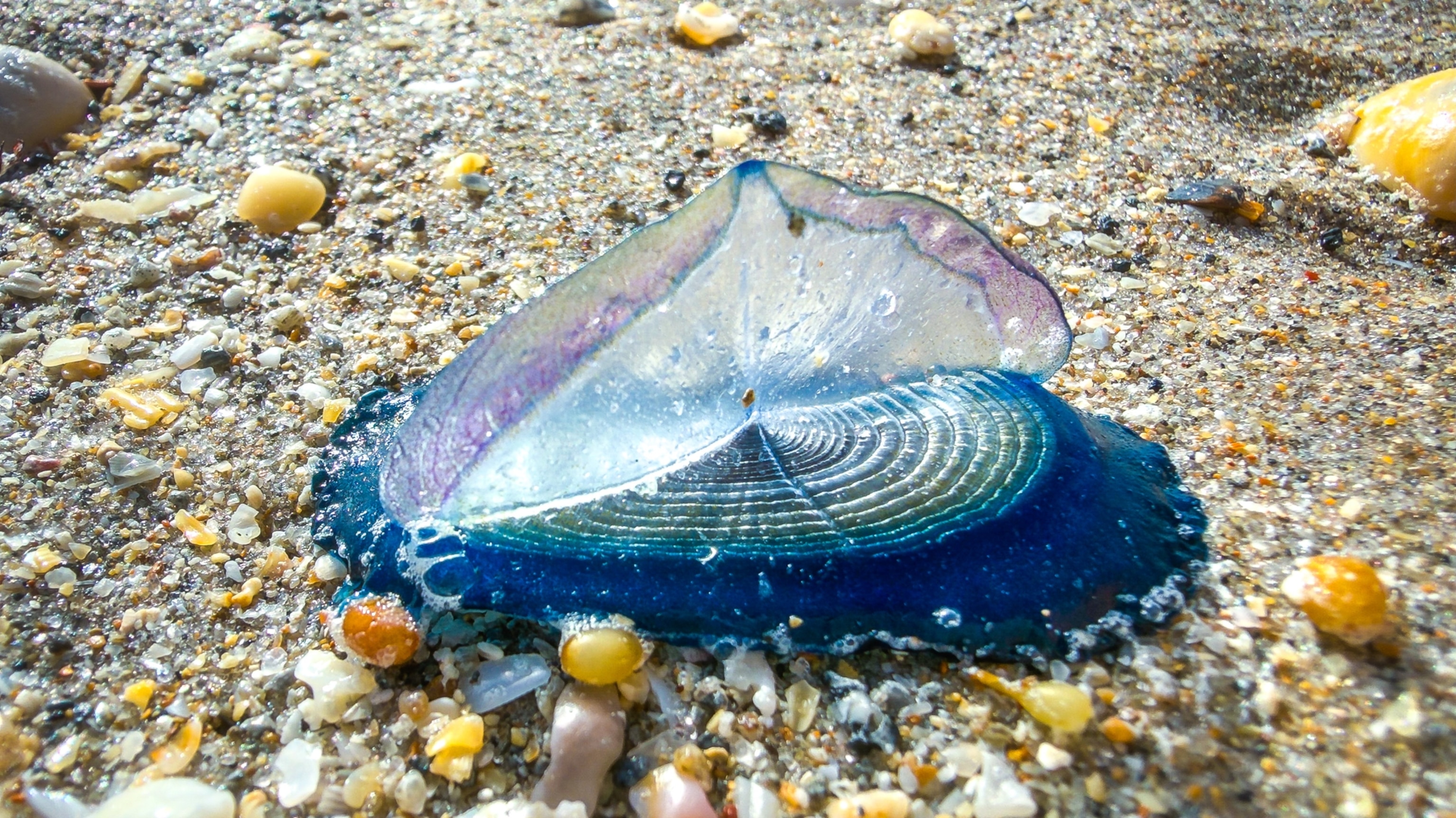 Gooey blue blobs are washing up on U.S. beaches—here’s why