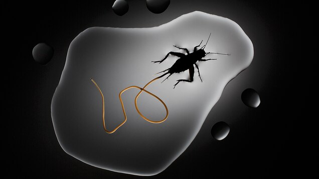 Zombie Parasites That Mind Control Their Hosts