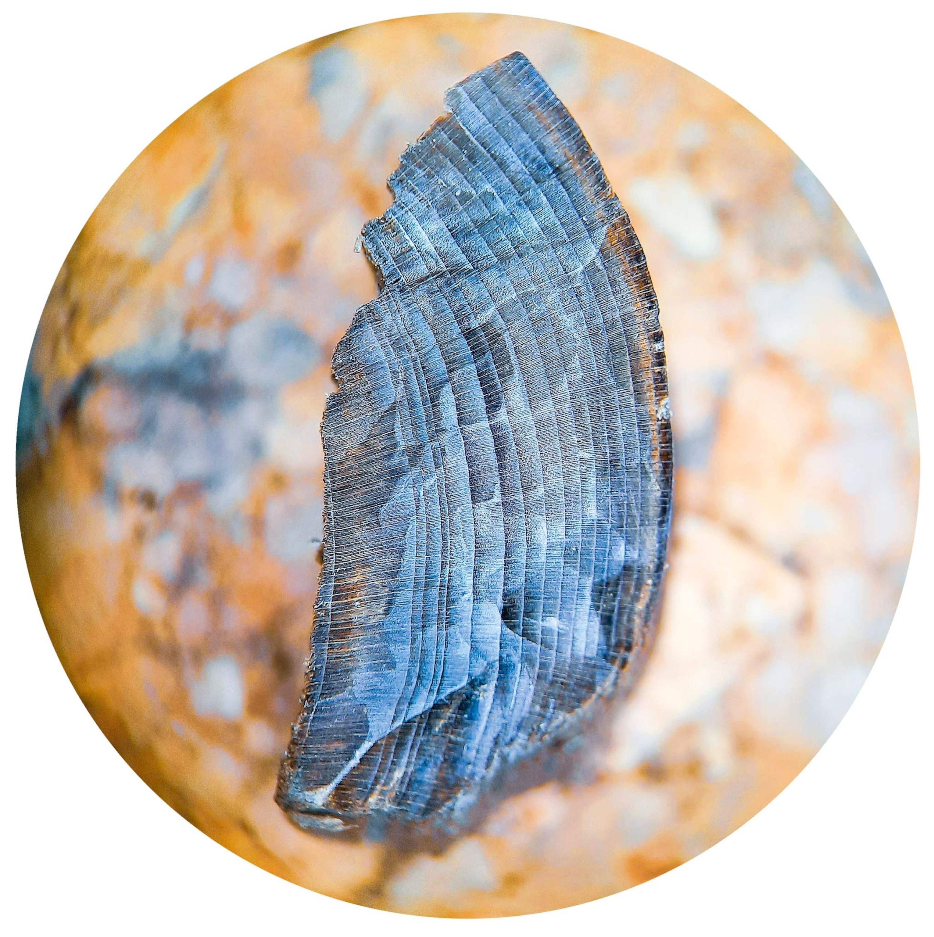 A cross-section of the rings in a piece of wood