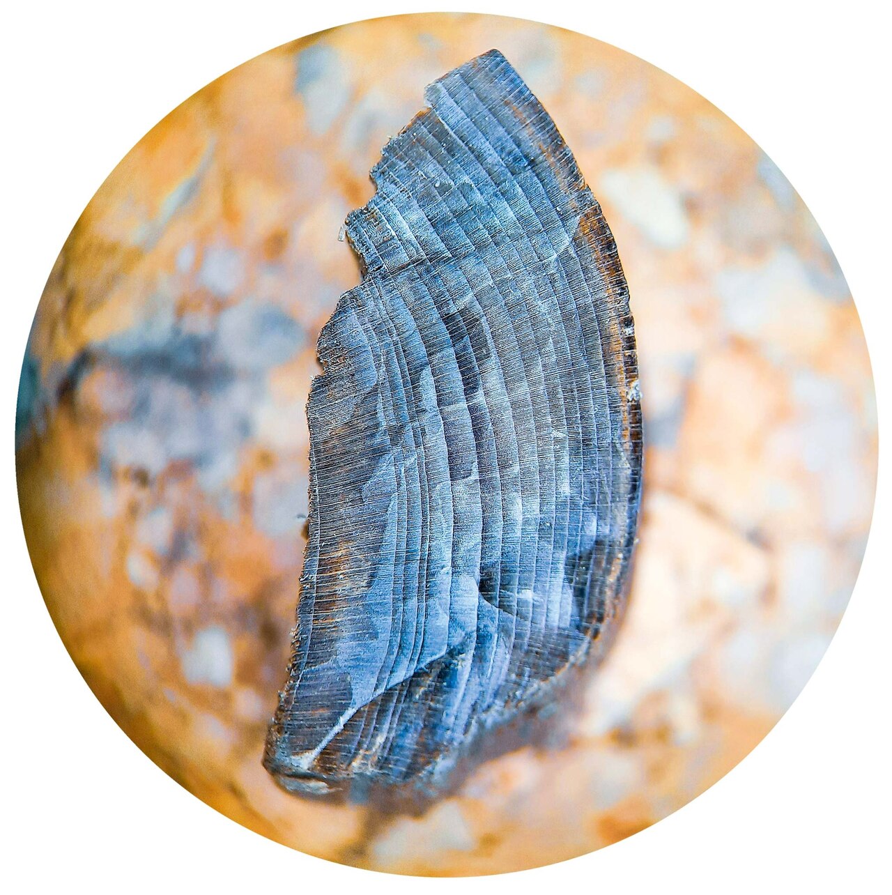 A cross-section of the rings in a piece of wood