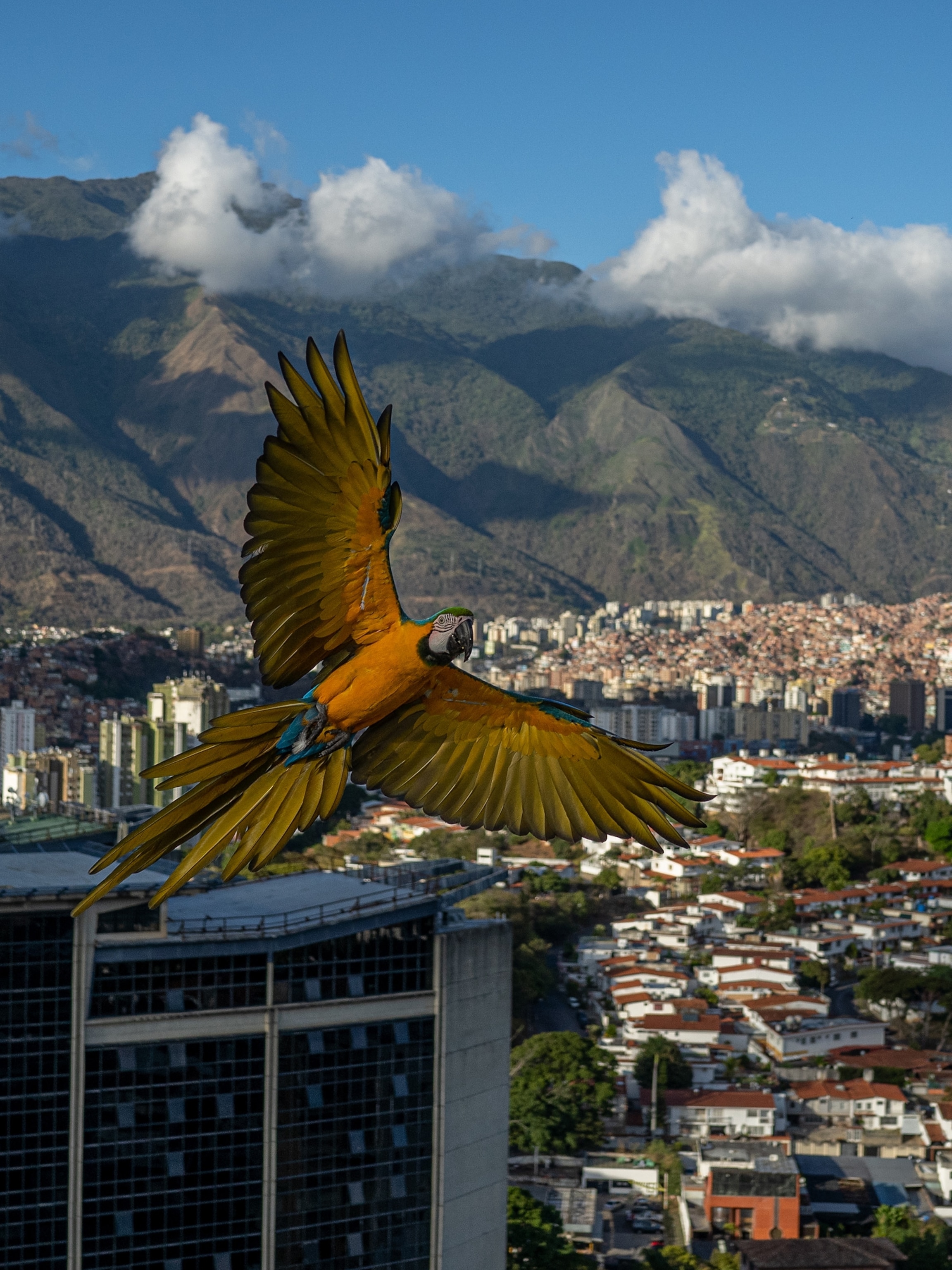 Meet the beloved macaws of Venezuela’s capital