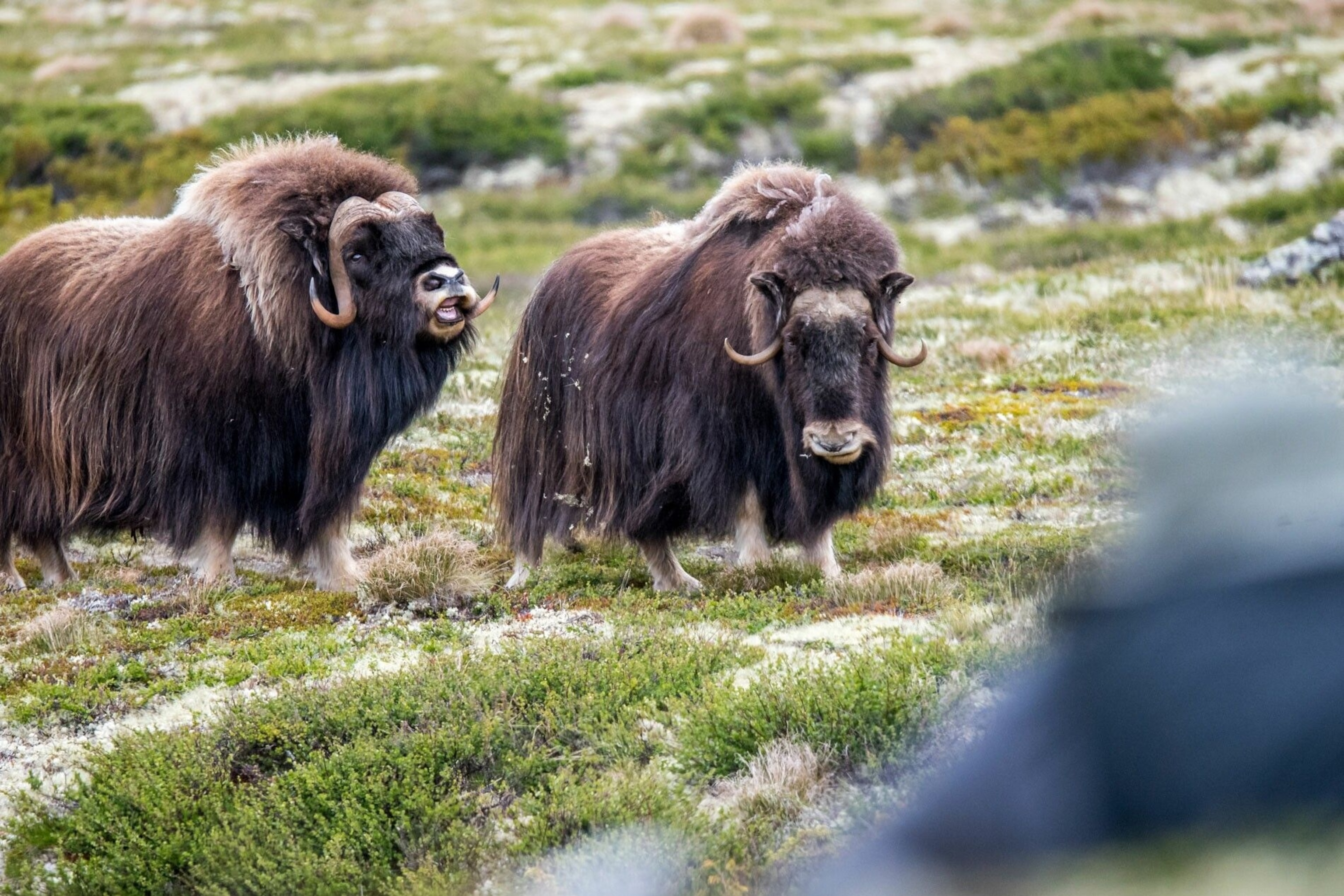 Musk oxes are Norway's most unusual creature. The remote, savagely beautiful Dovrefjell-Sunndalsfjella National Park is their last Norwegian refuge.