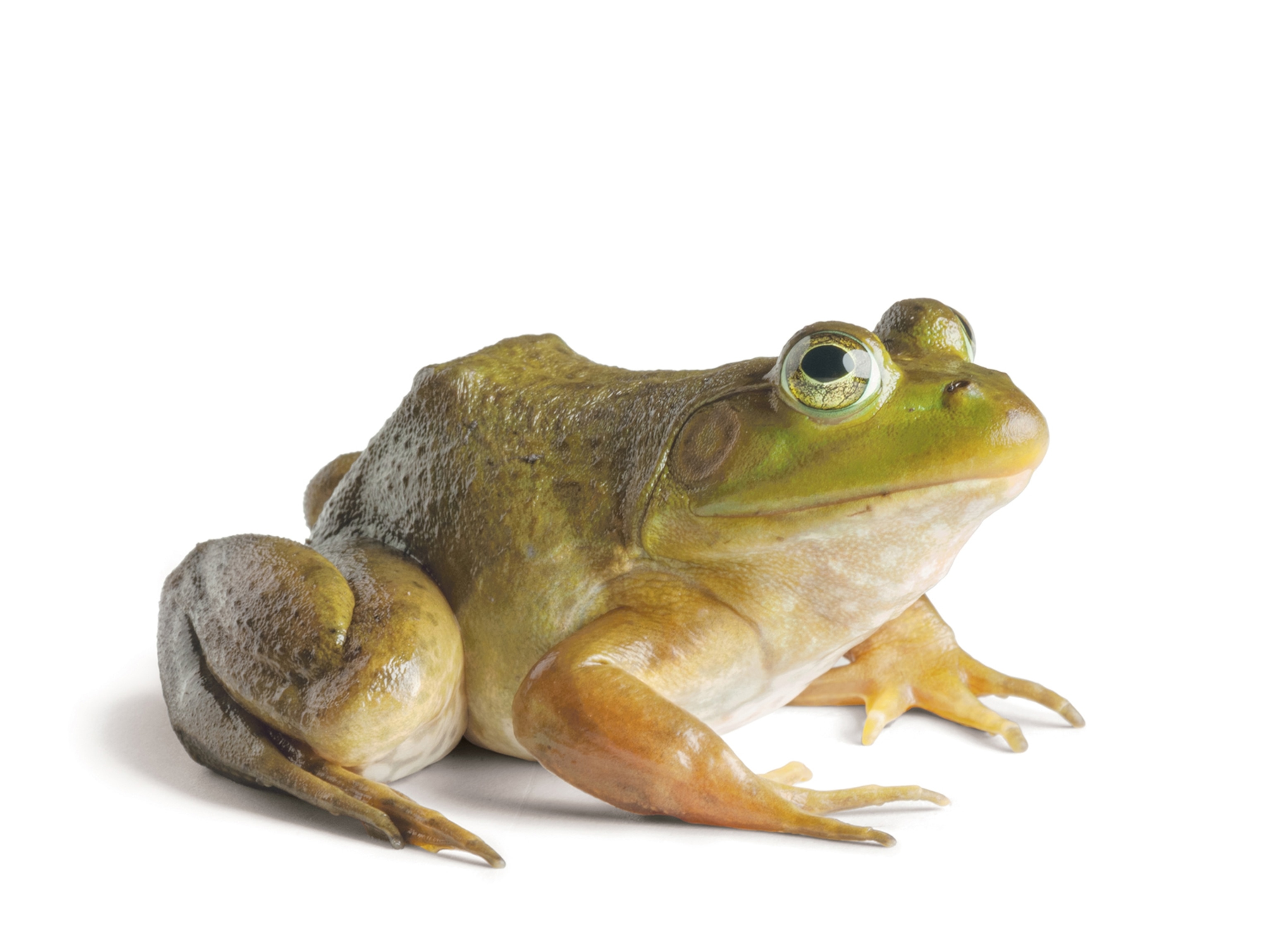 an American bullfrog