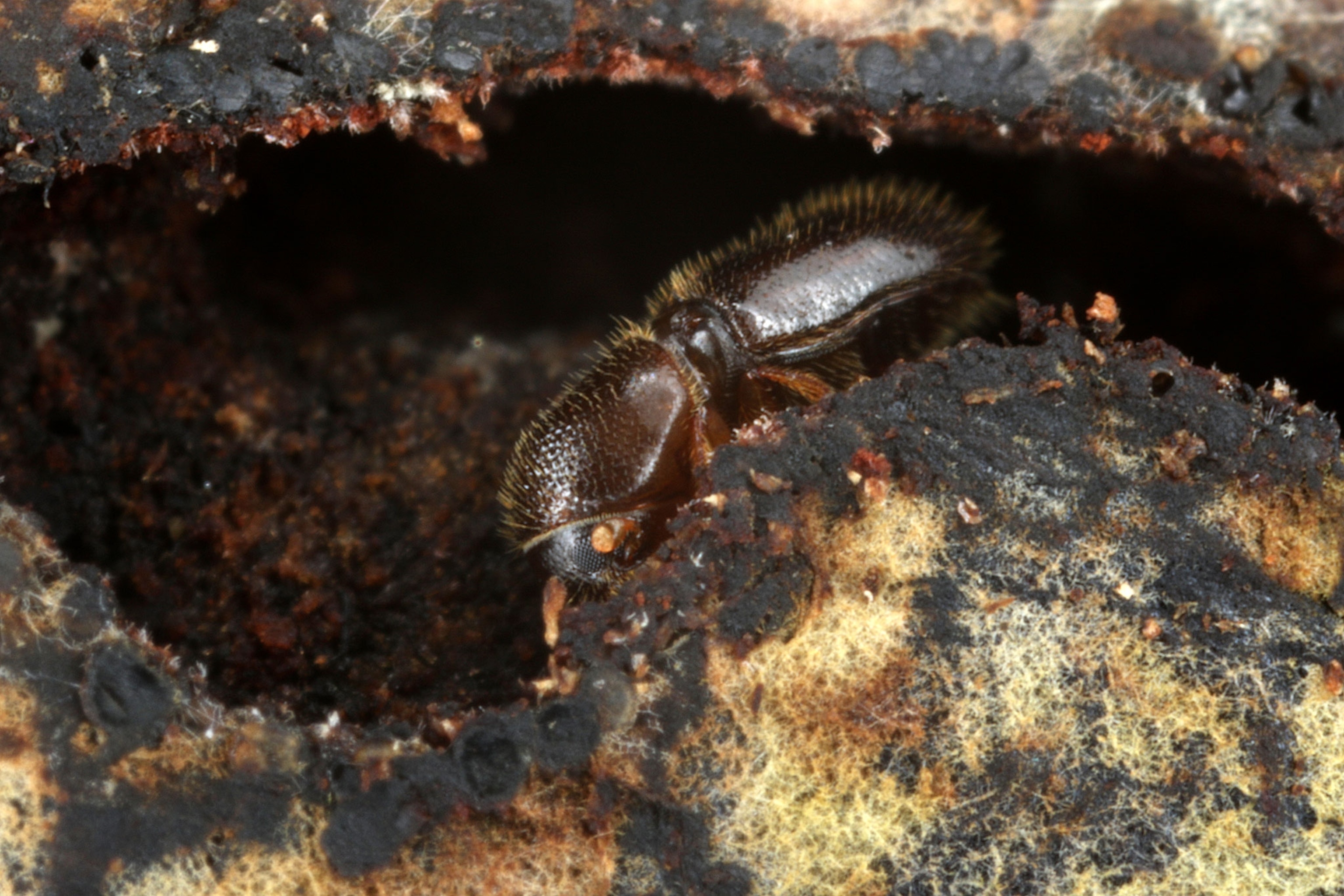 an ambrosia beetle