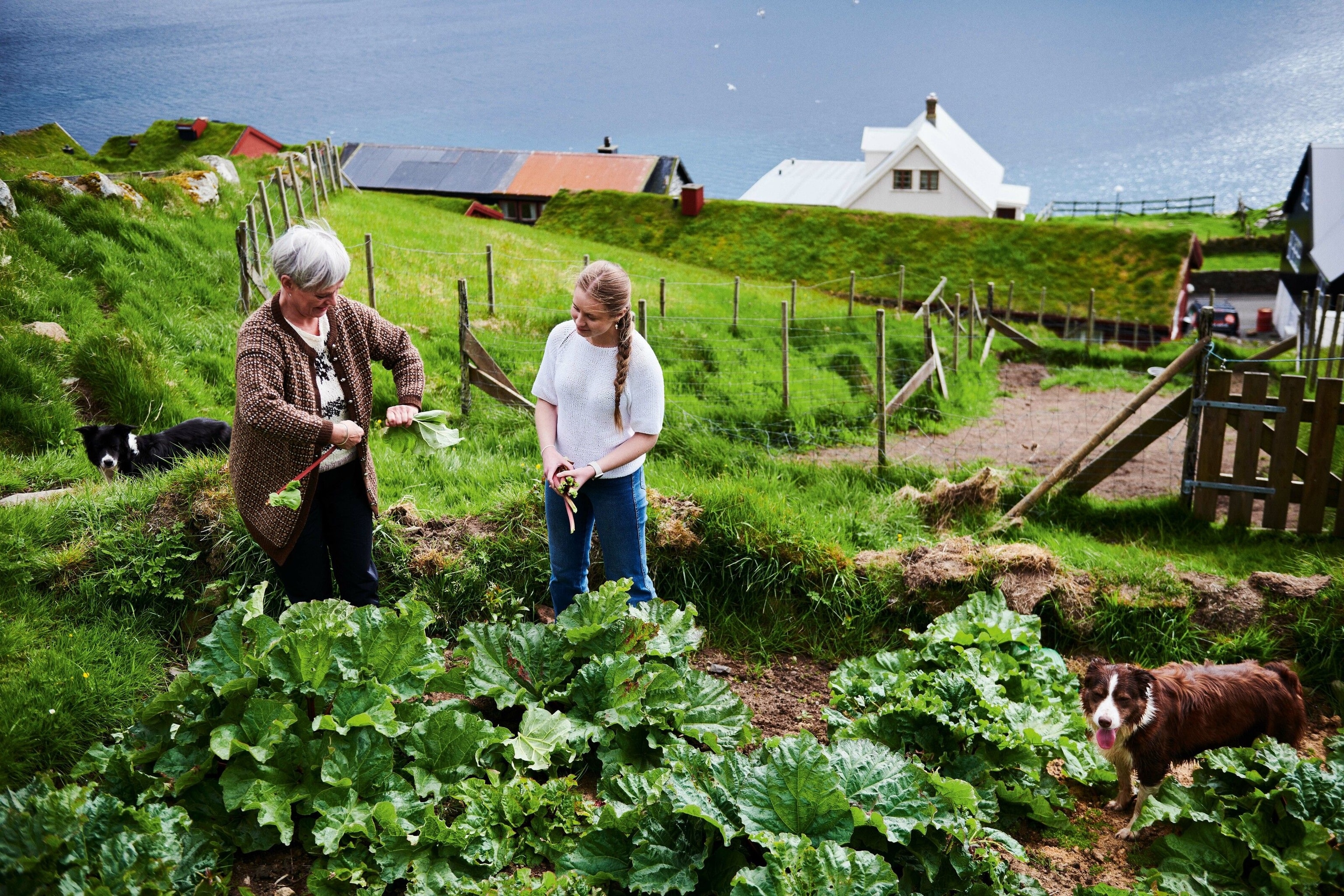 Anna’s rhubarb, cream and hazelnut dessert.
