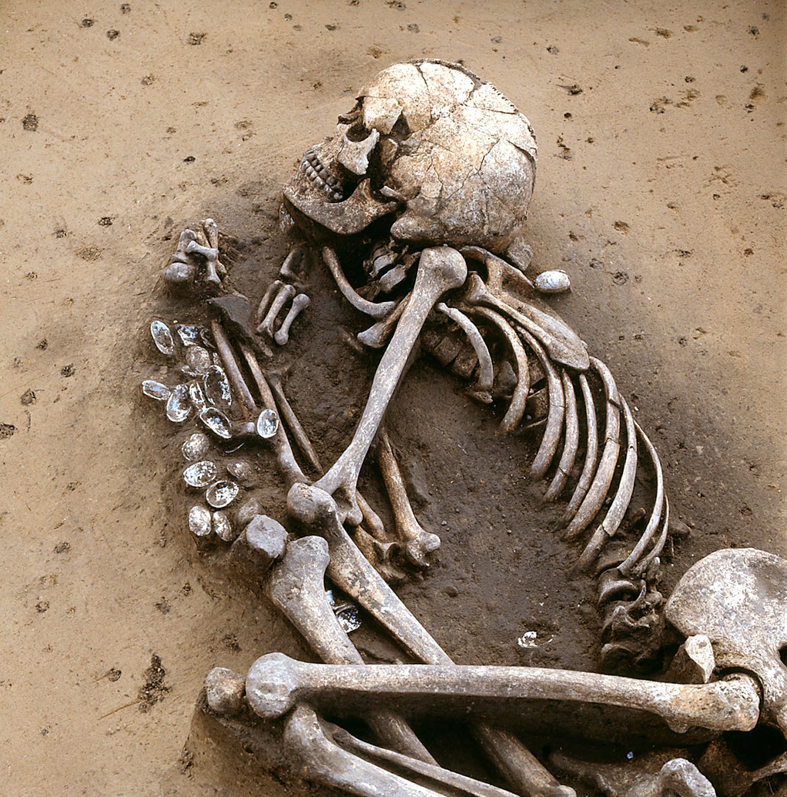 burial of male individual associated with the Middle Neolithic Salzmünde culture