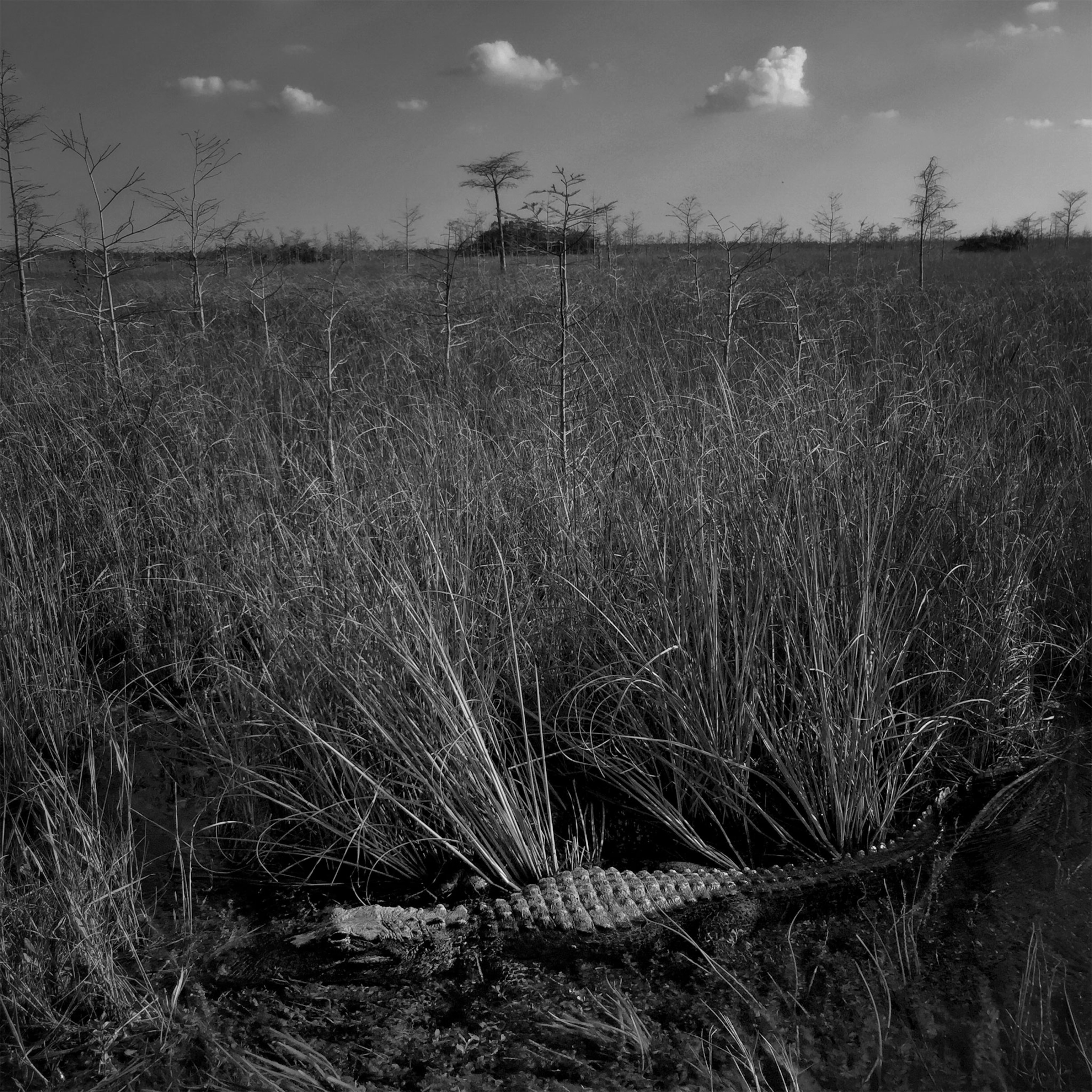 an alligator in the Everglades