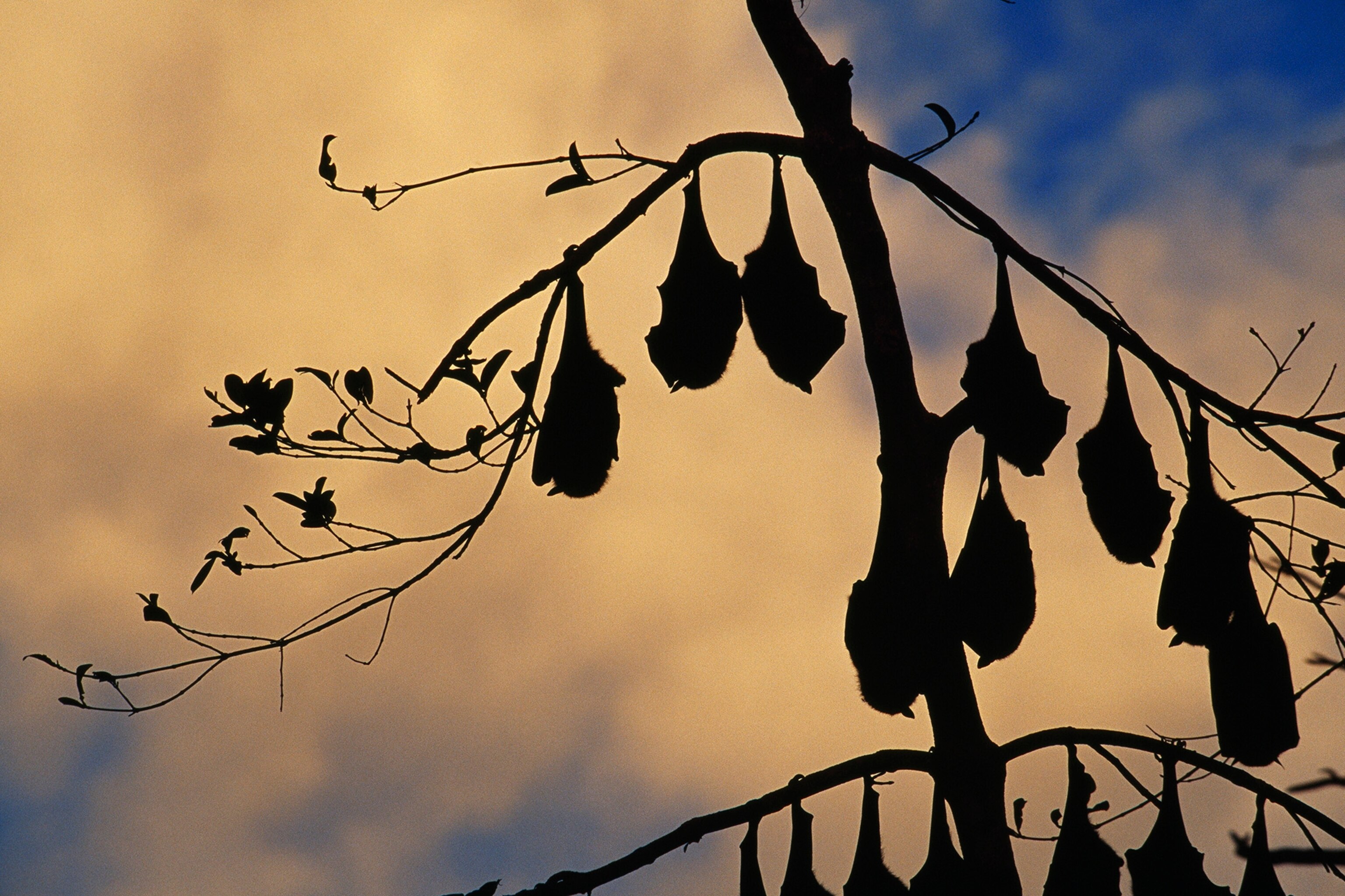 Spectacled flying fox bats roost in a rainforest smashed by a cyclone.