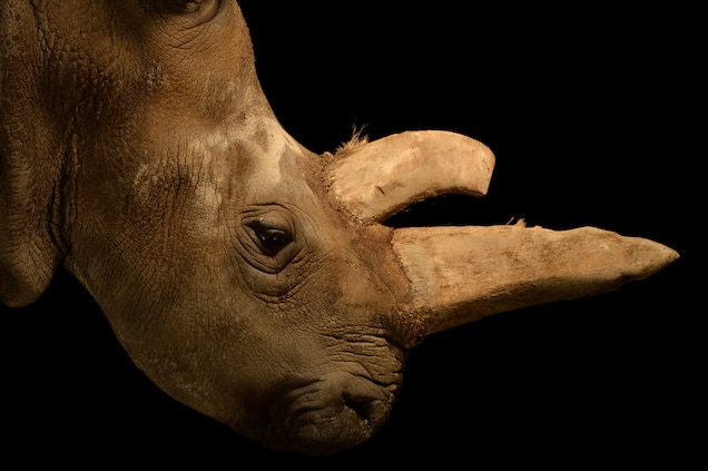 Rare White Rhino Dies, Leaving Only Four Left on the Planet Scientists had tried, unsuccessfully, to breed Nabiré in captivity. Photograph by Joel Sartore