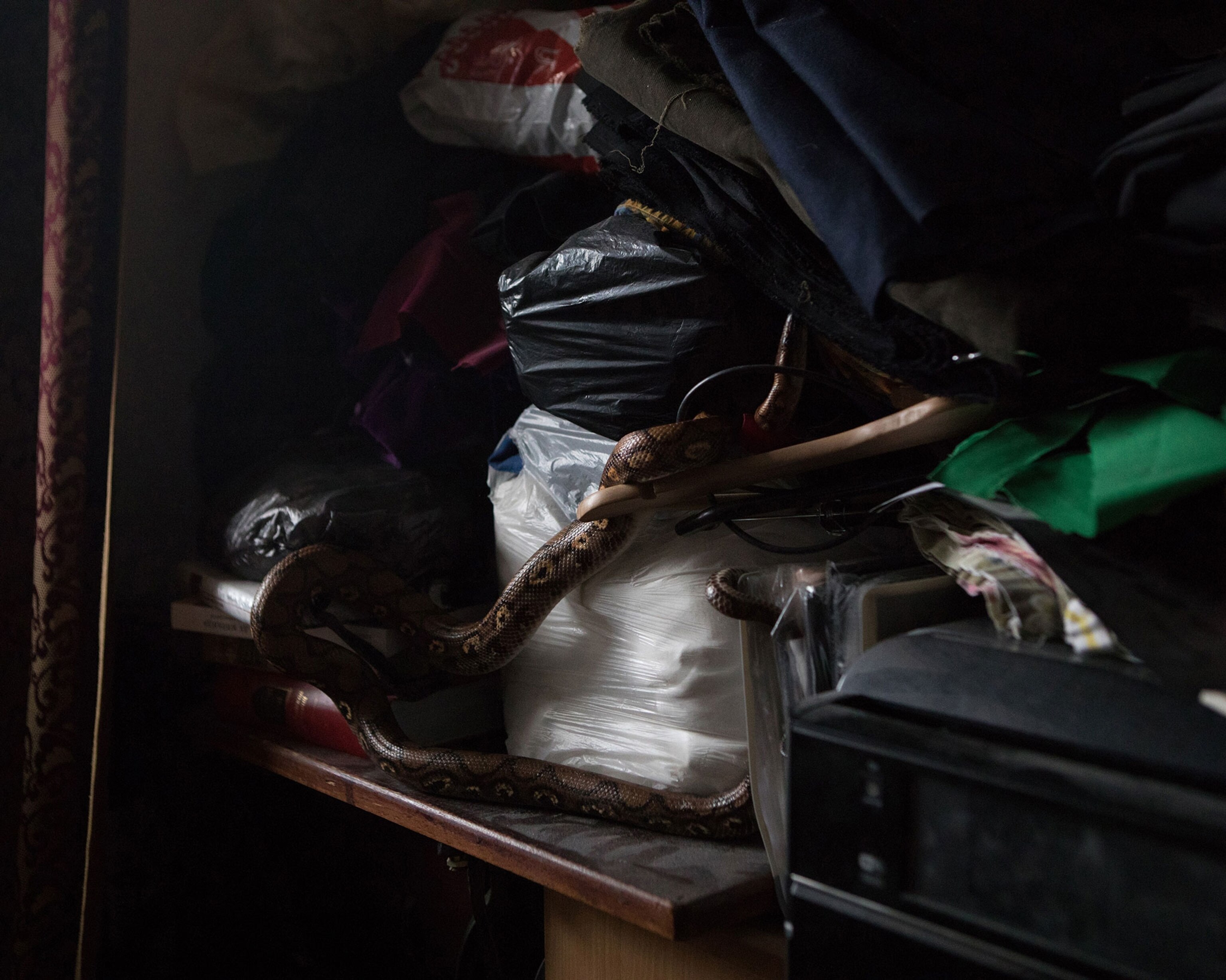 an Epicrates cenchria