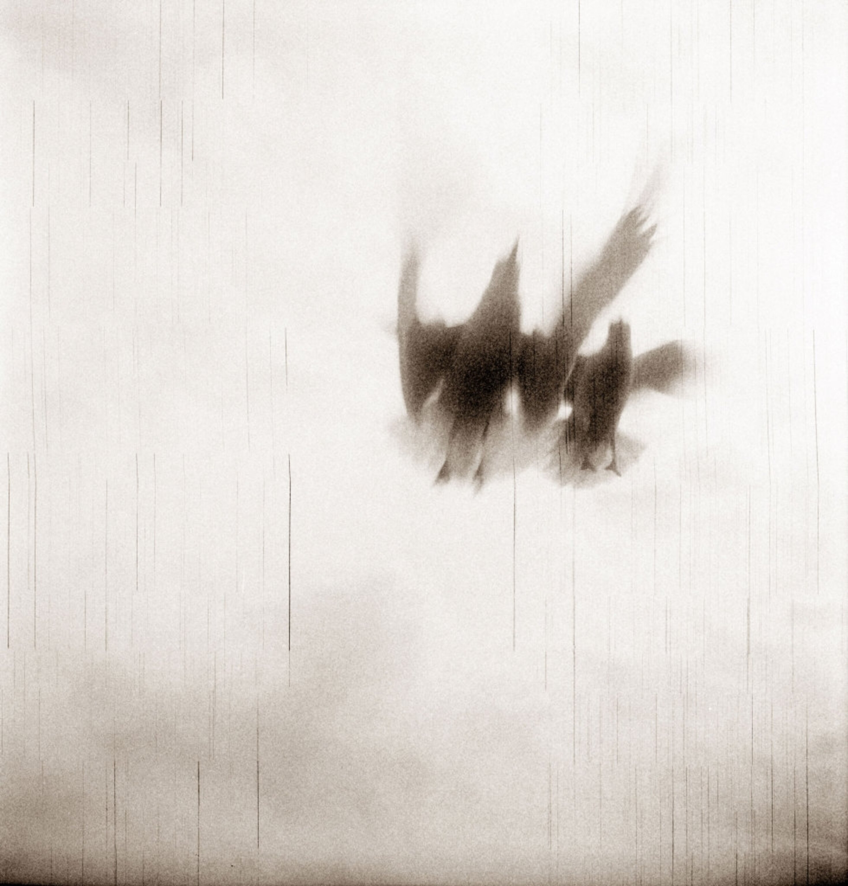 two birds in flight shot in a close distance from below