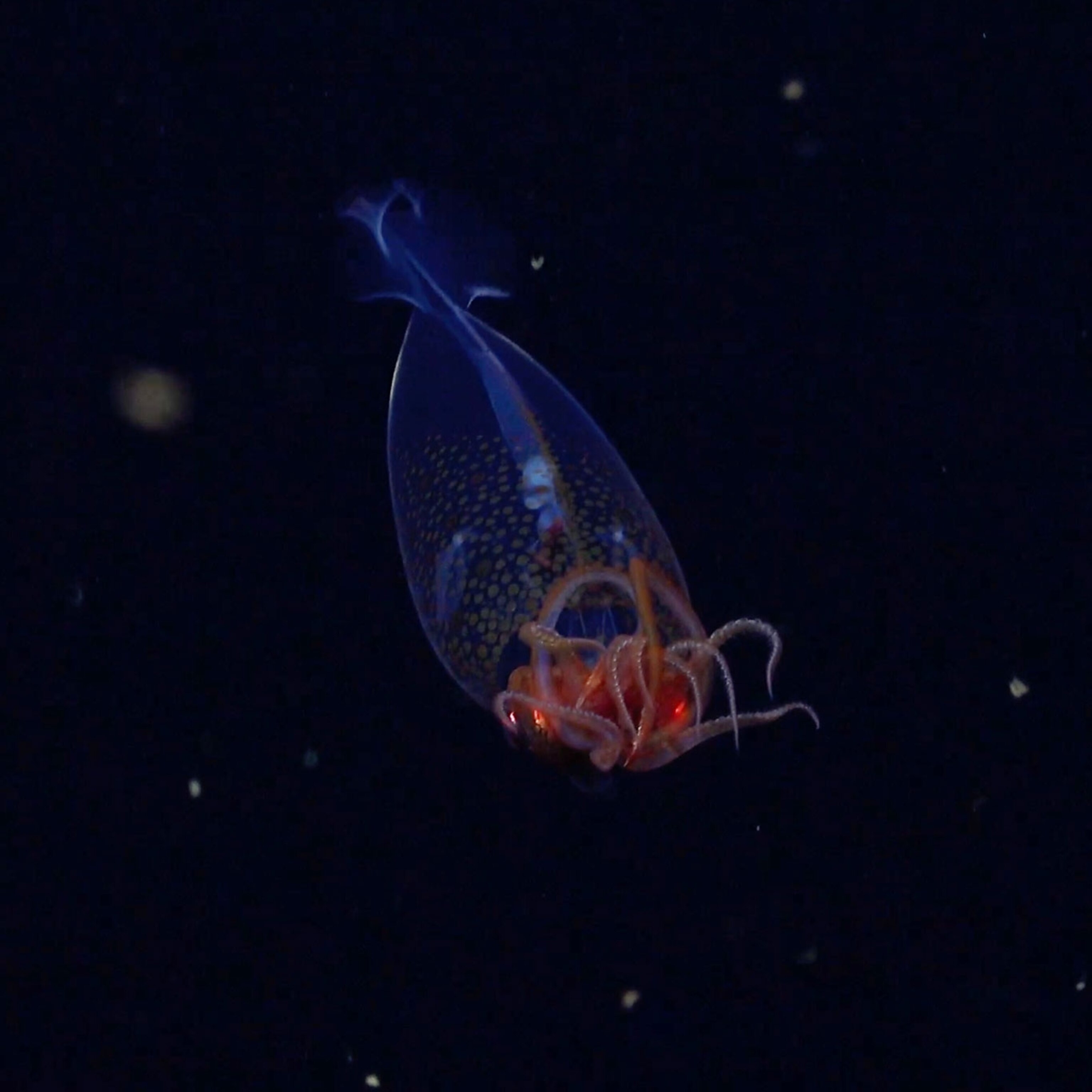 The Unexpected Truth About Squid Waste Elimination - u0m0kw5