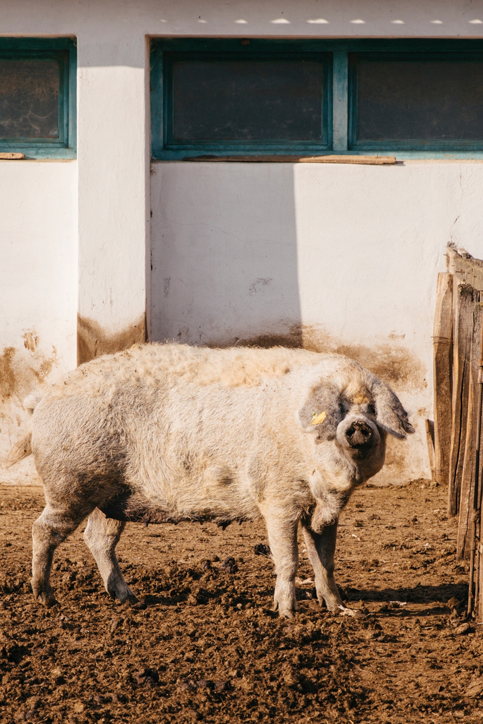 Zsóka Fekete’s mangalitsa pig farm