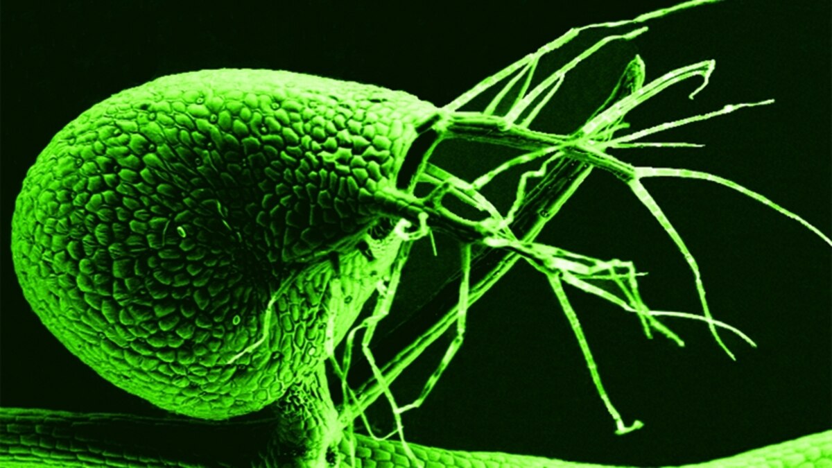 FleshEating Plant Cleaned Junk From Its Minimalist Genome