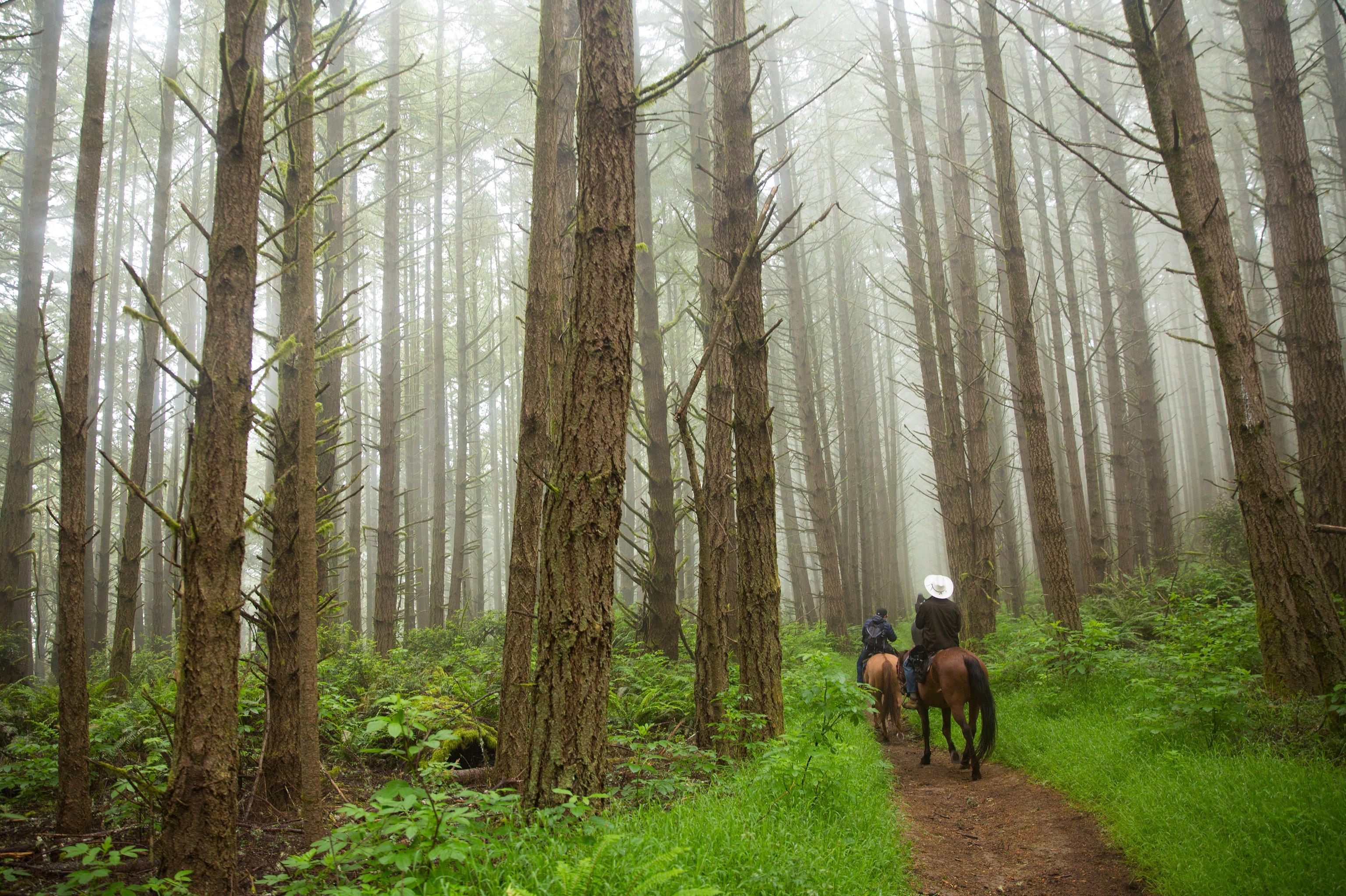 horse riders in Point Reyes National Seashore, California