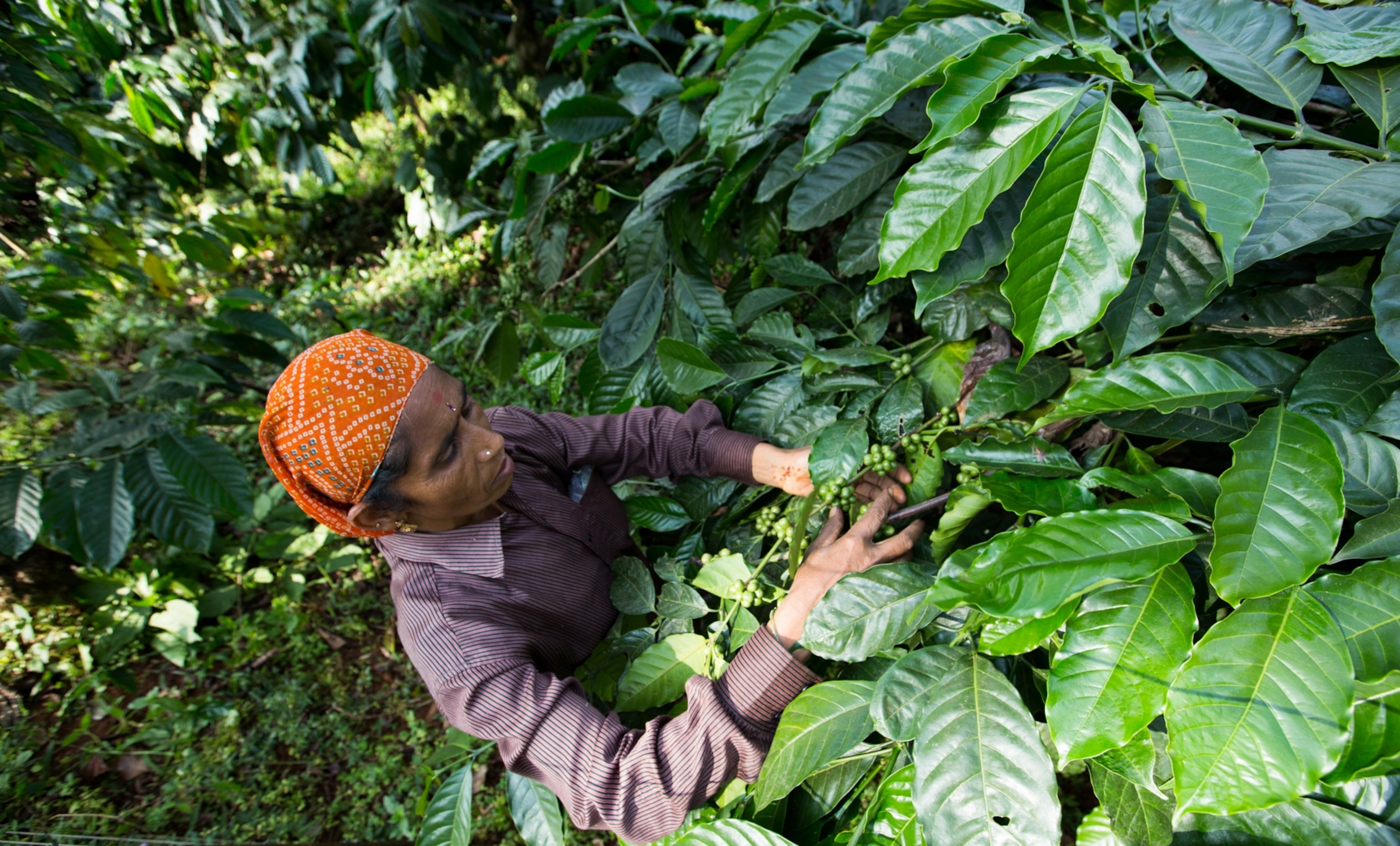 a woman gathering coffee in India