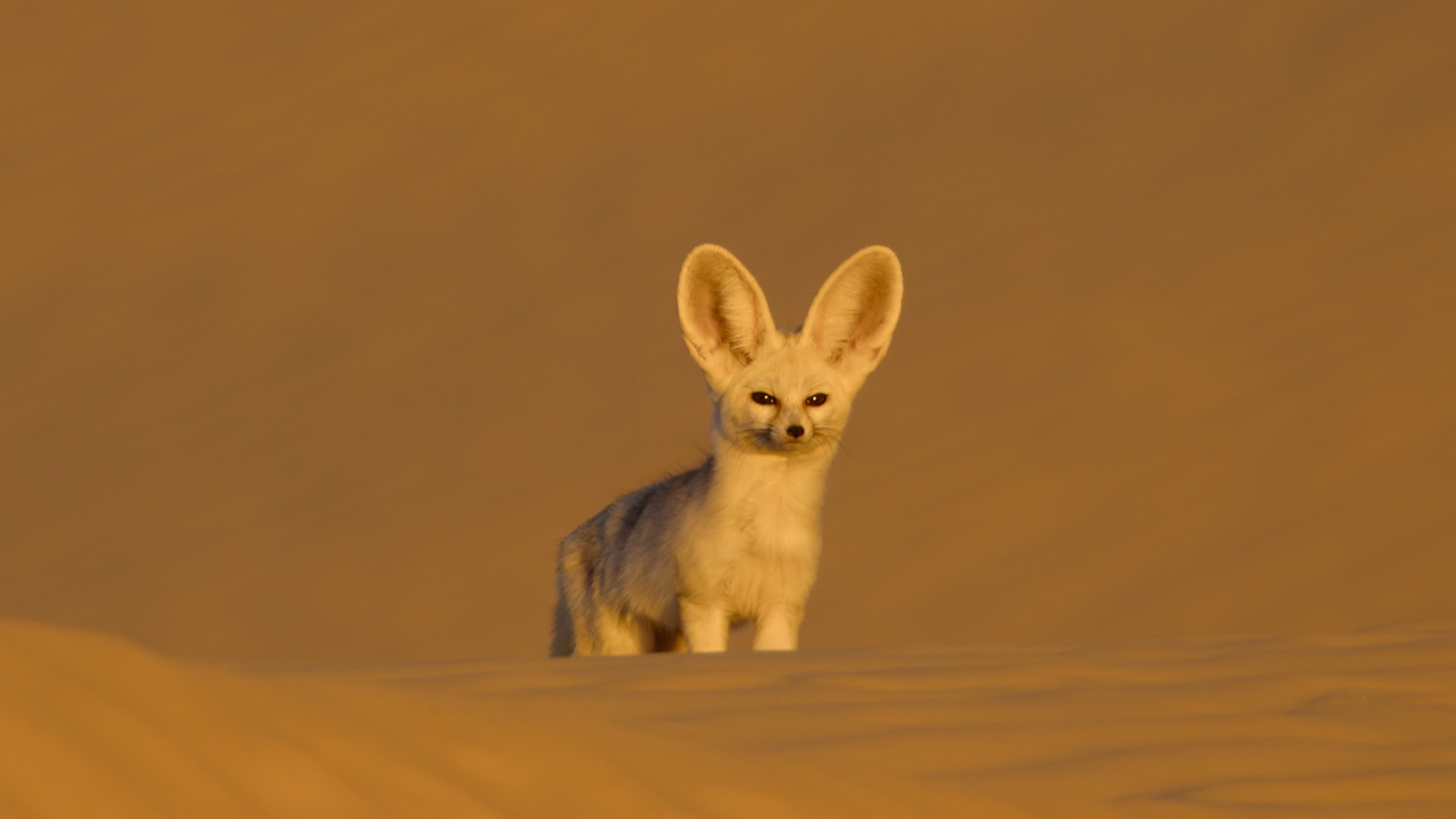 The Secrets to Survival in Africa