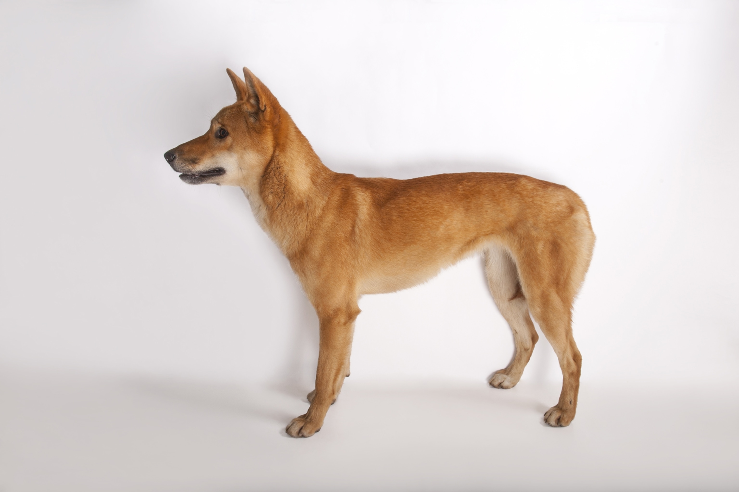 what is a female dingo called