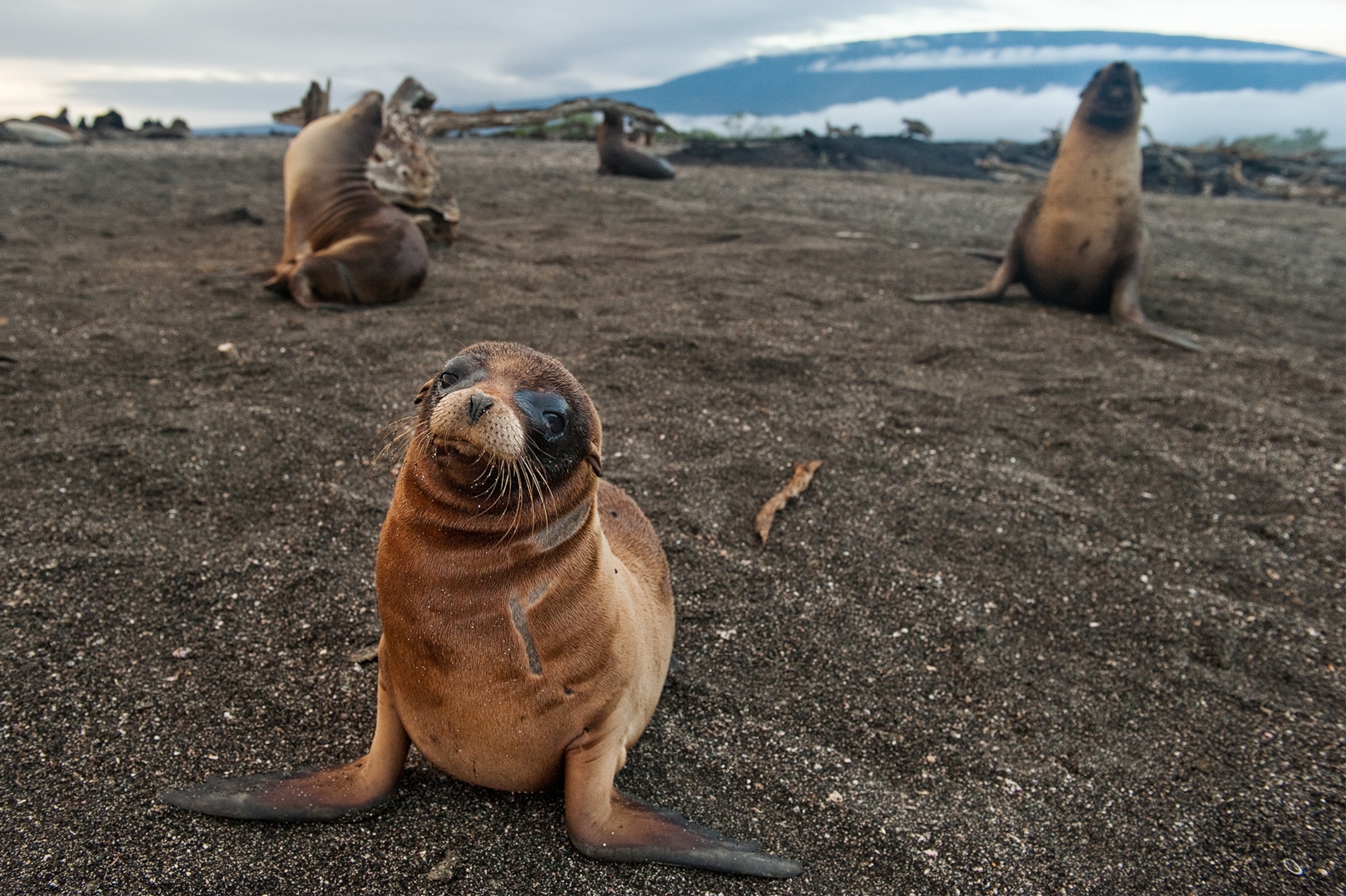 Galapagos sea lions.