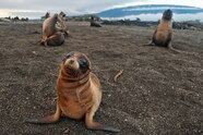Sea Lion Pups Galapagos