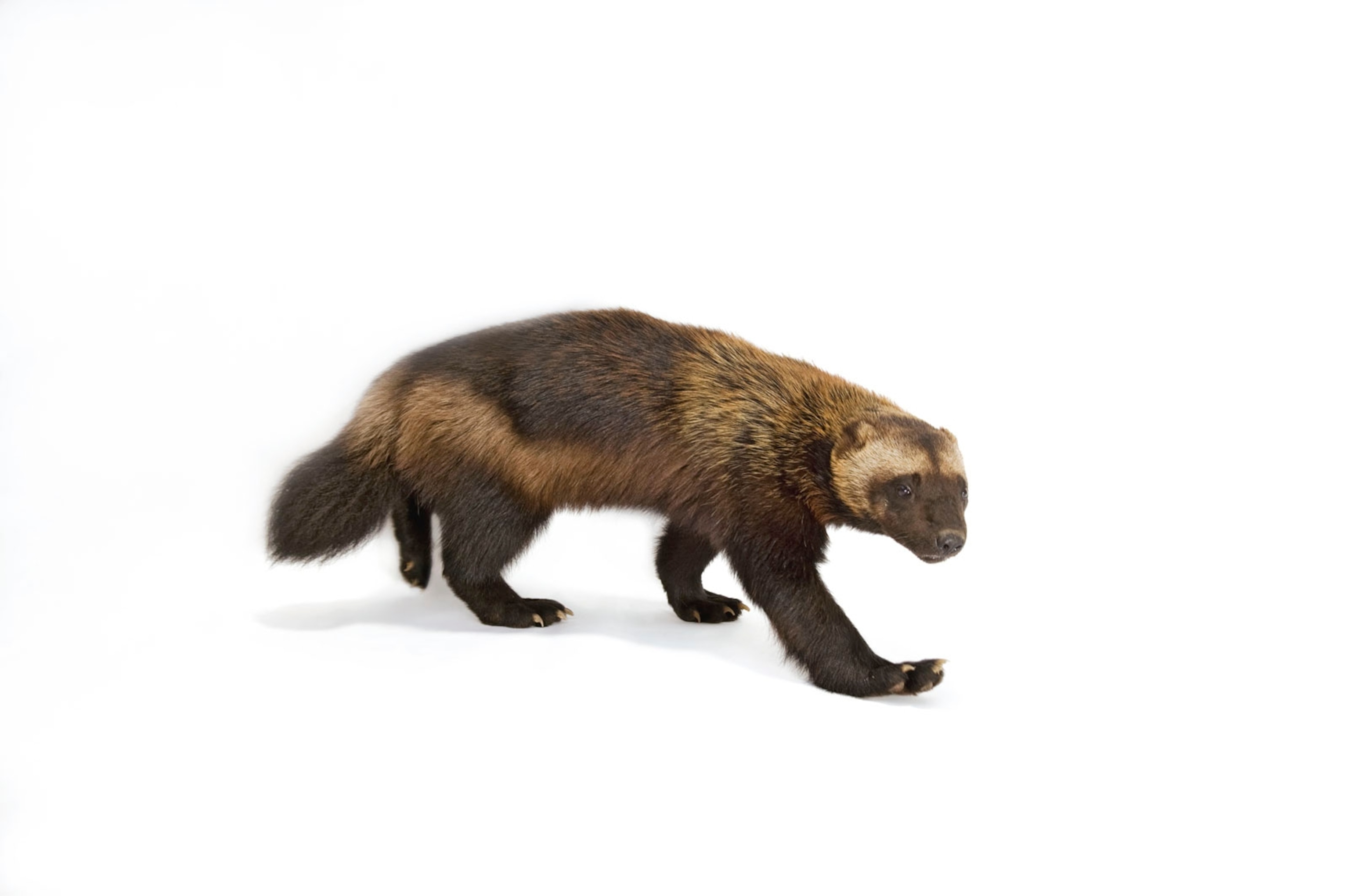 a wolverine