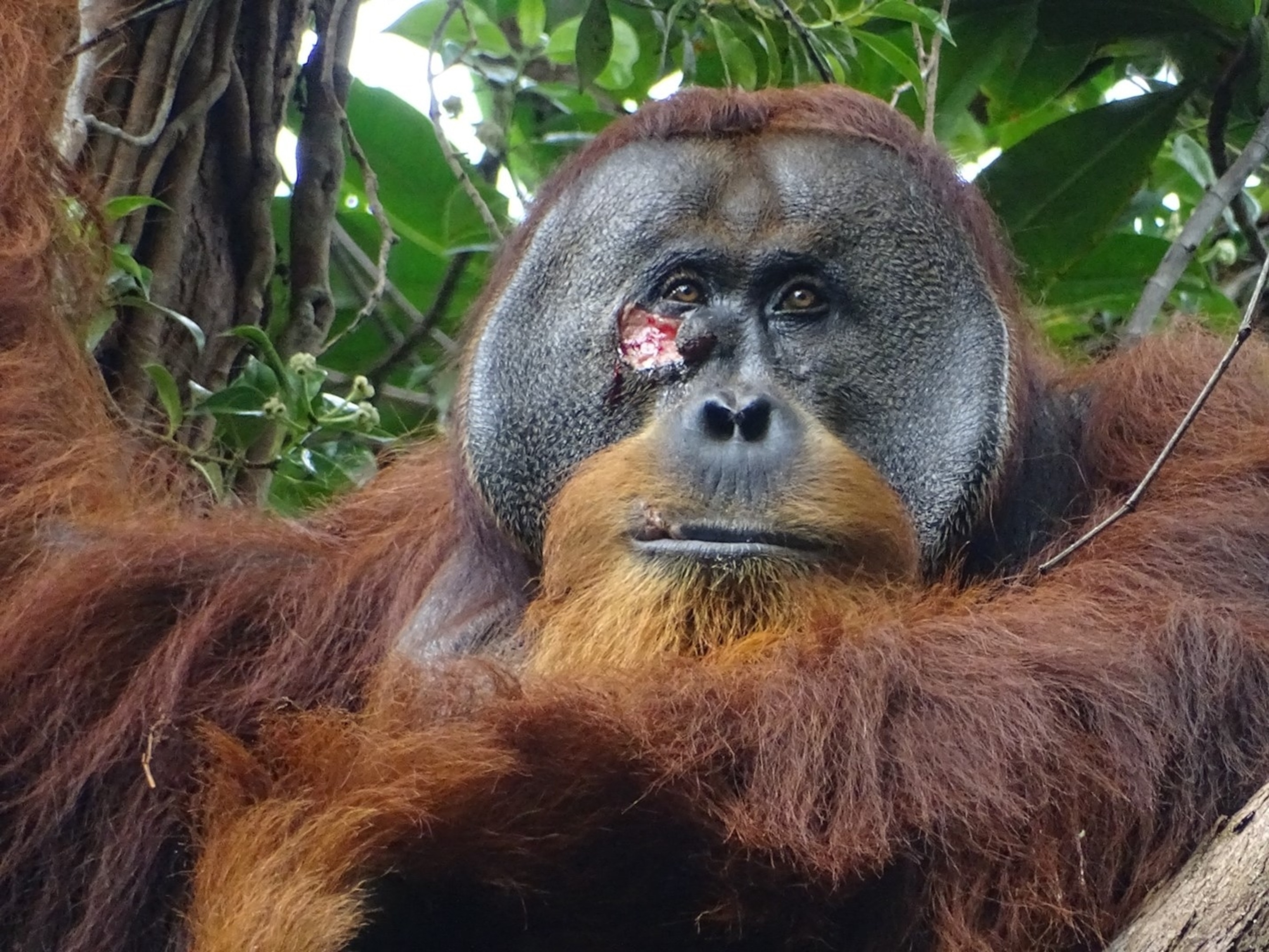 An adult male orangutan with a fresh, pink and red wound visible below its eye.