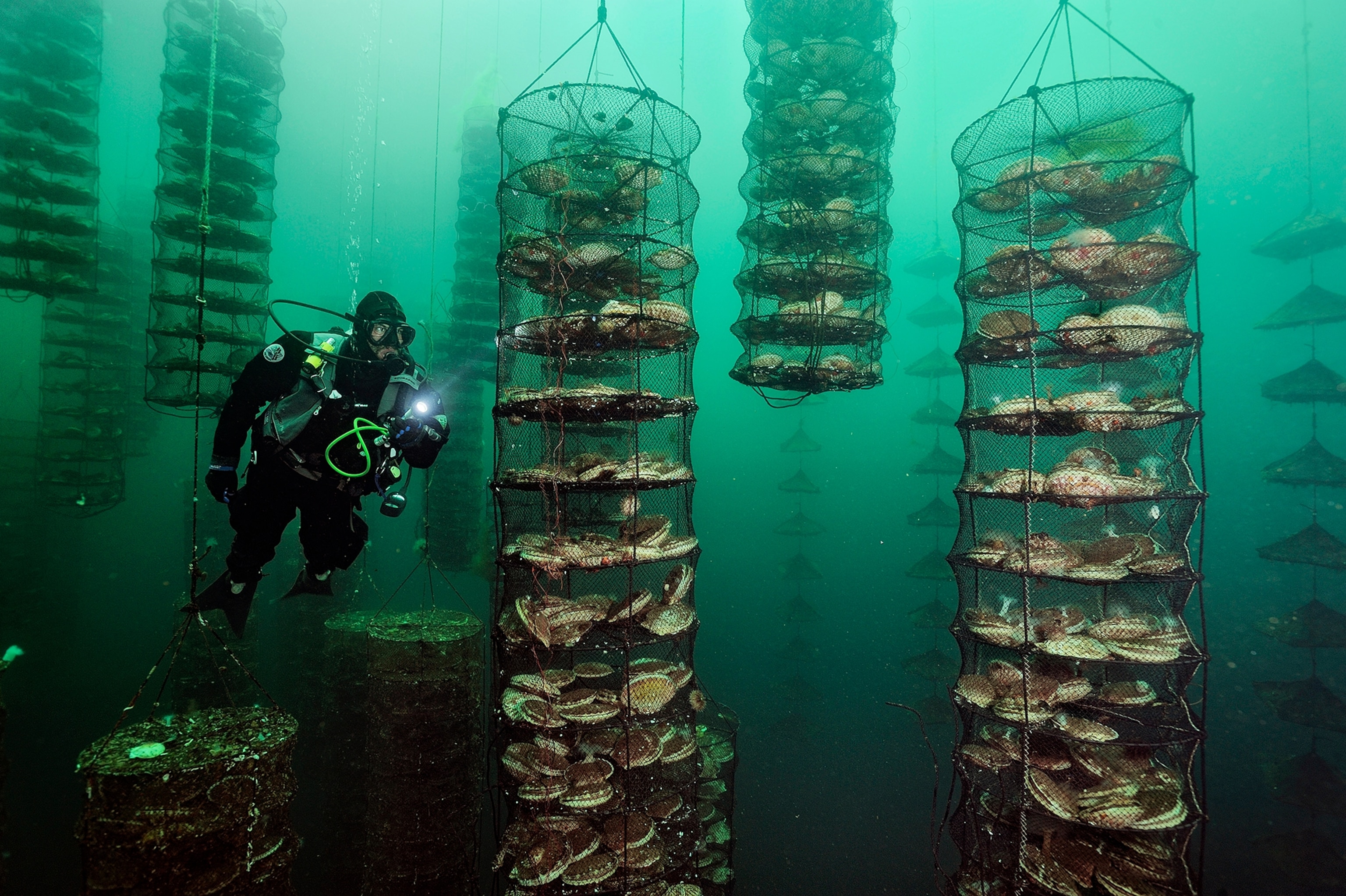 Giant Japanese scallops thrive on fish waste at an experimental farm off Canada's Vancouver Island.