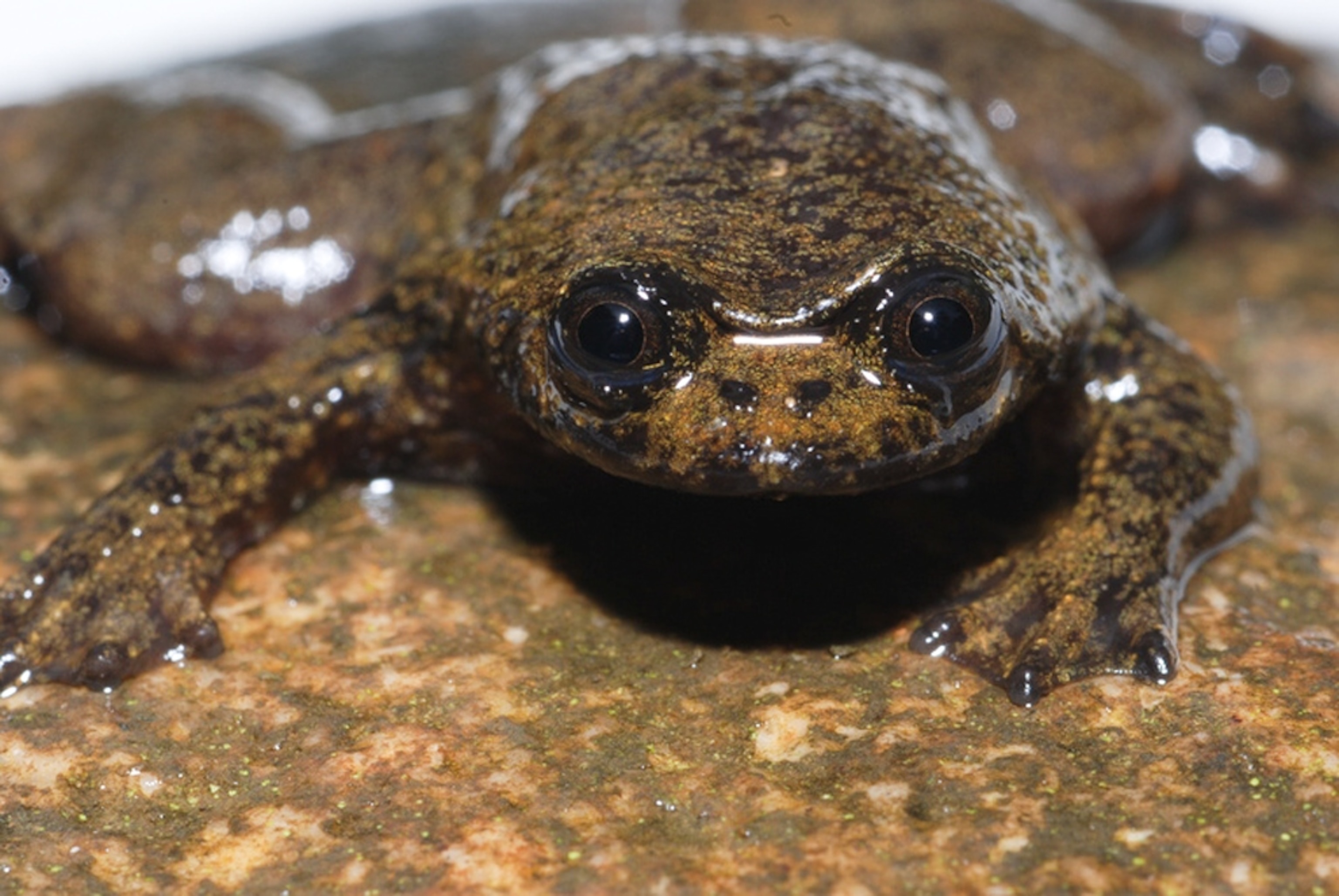 Picture of a lungless Bornean flat-headed frog, one of more than 120 new species on Borneo reported by WWF on Earth Day's 40th anniversary