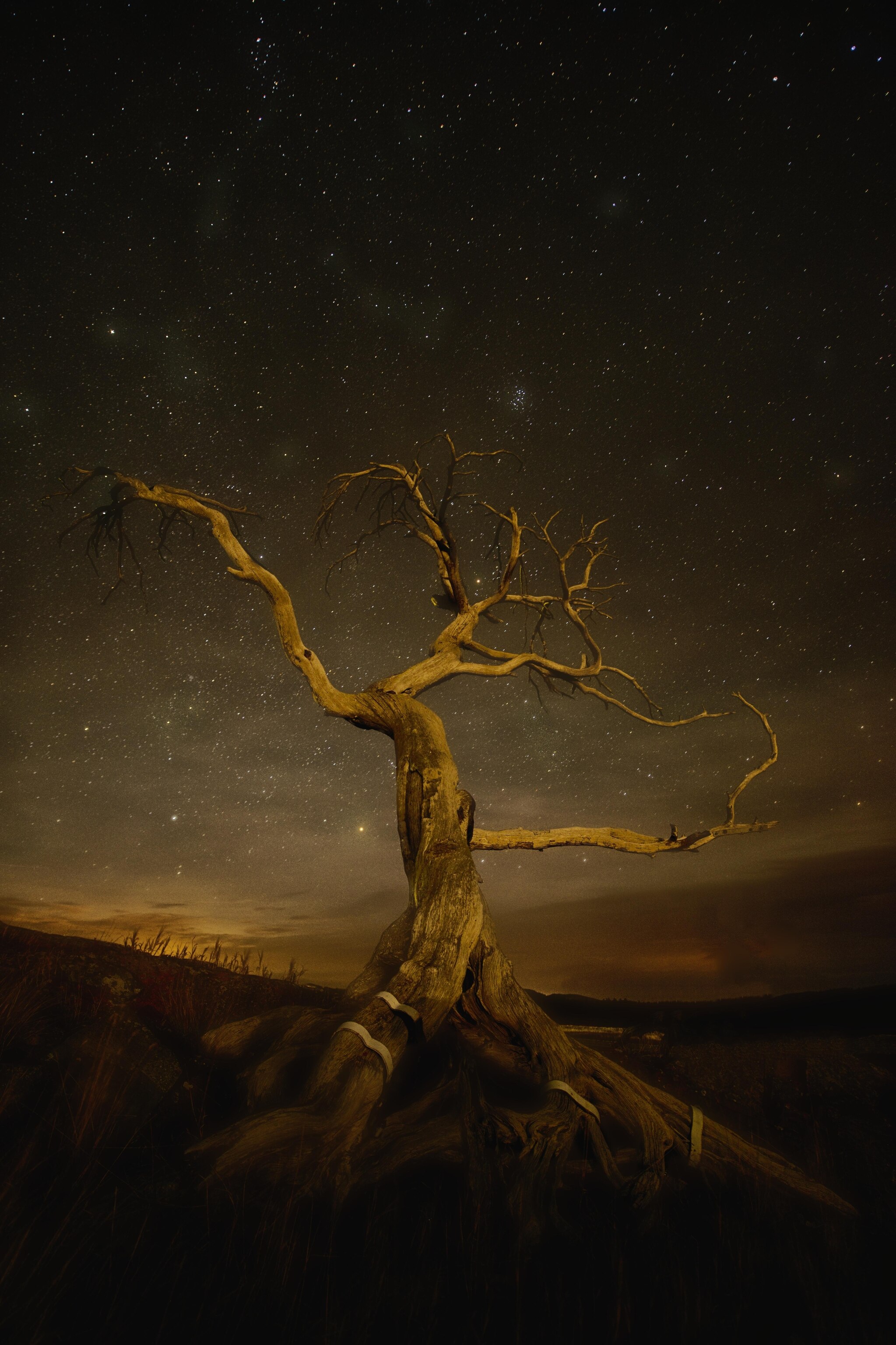a lone tree at night taken with long exposure