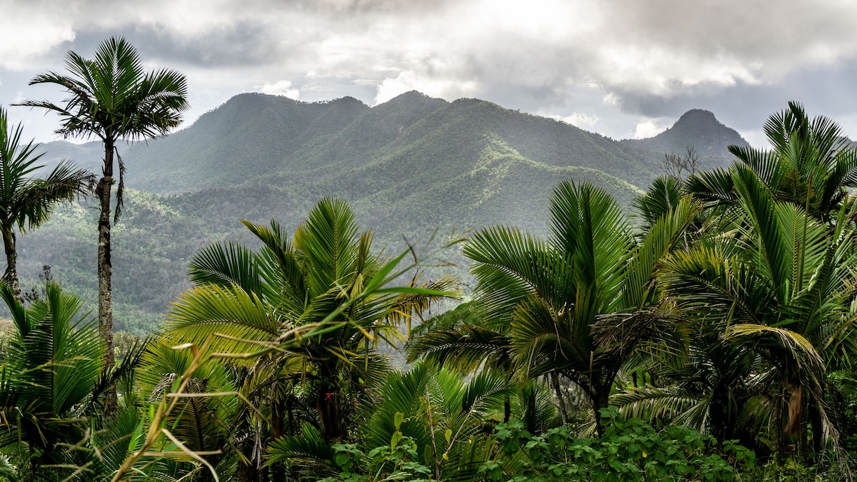 Puerto Rico’s stunning new trail traverses a tropical rainforest
