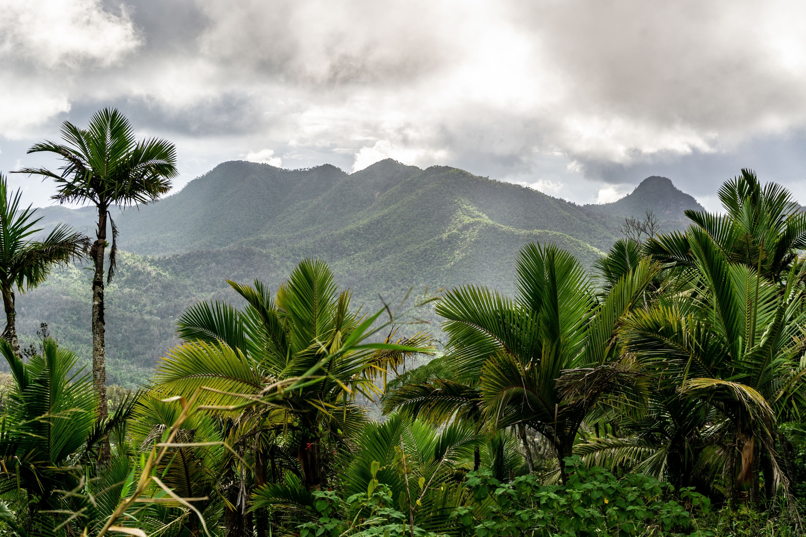 Puerto Rico’s stunning new trail traverses a tropical rainforest