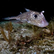 Mariana Trench Fish List Mariana Trench Fish List