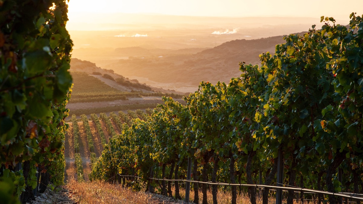 A taste of Rioja, from crispy croquetas to piquillo peppers | National ...